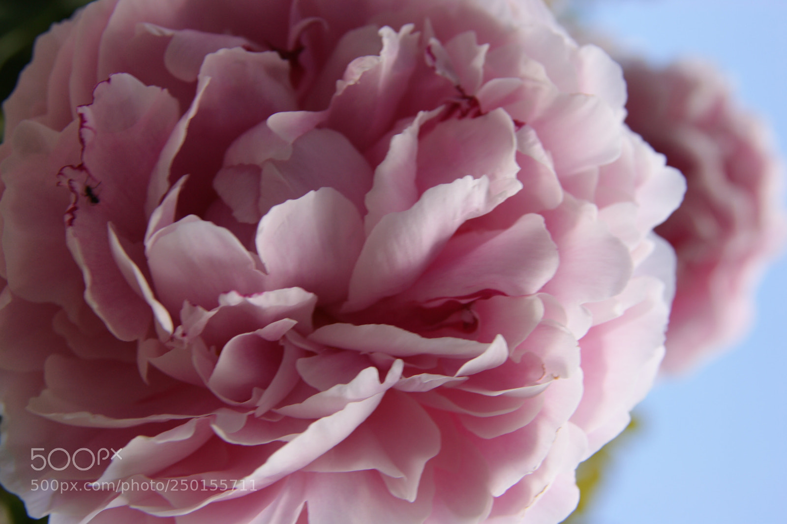 Sony Alpha DSLR-A350 sample photo. Flowers in my garden photography