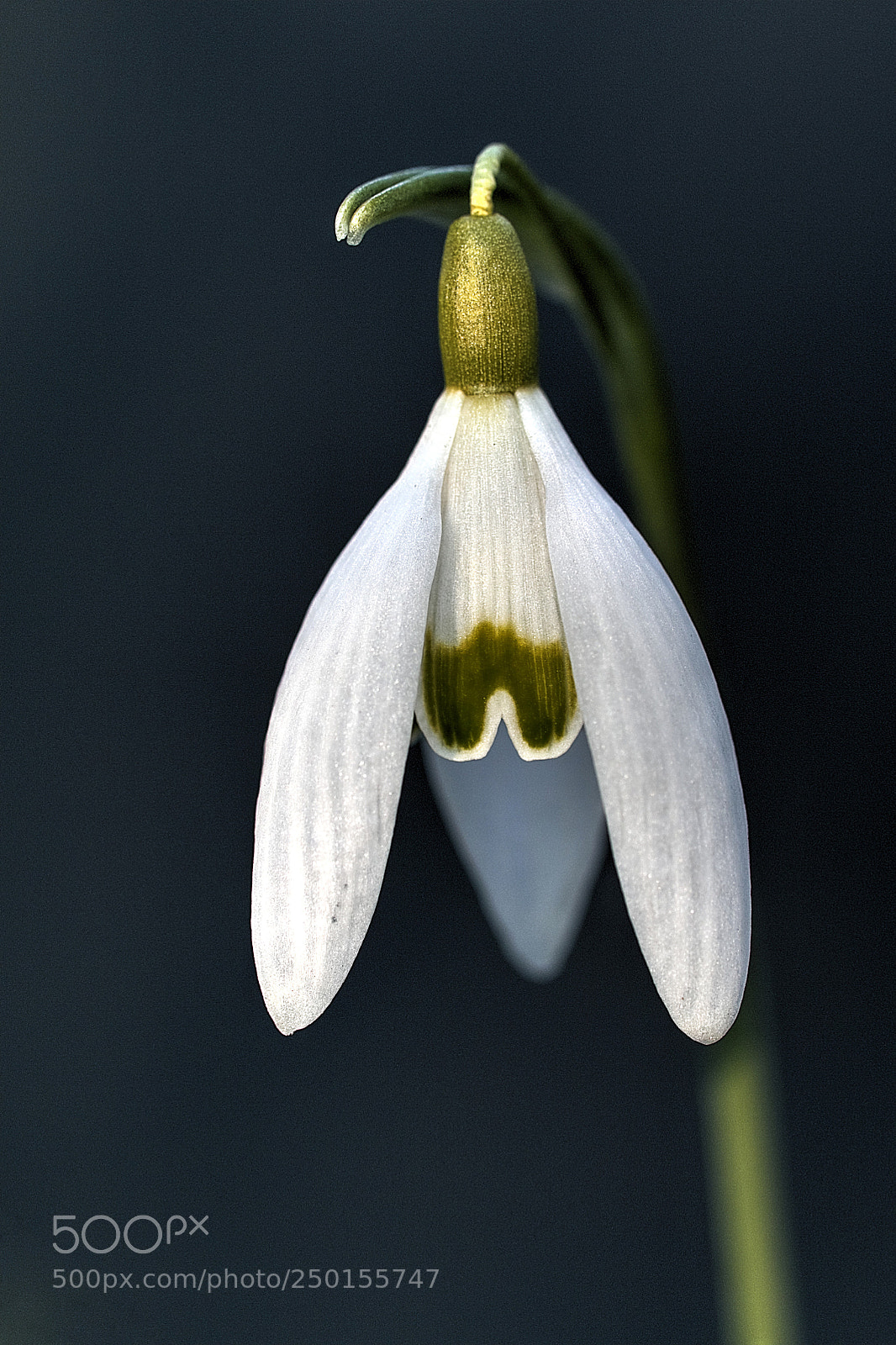 Canon EOS 70D sample photo. Img_5731-1.jpg photography