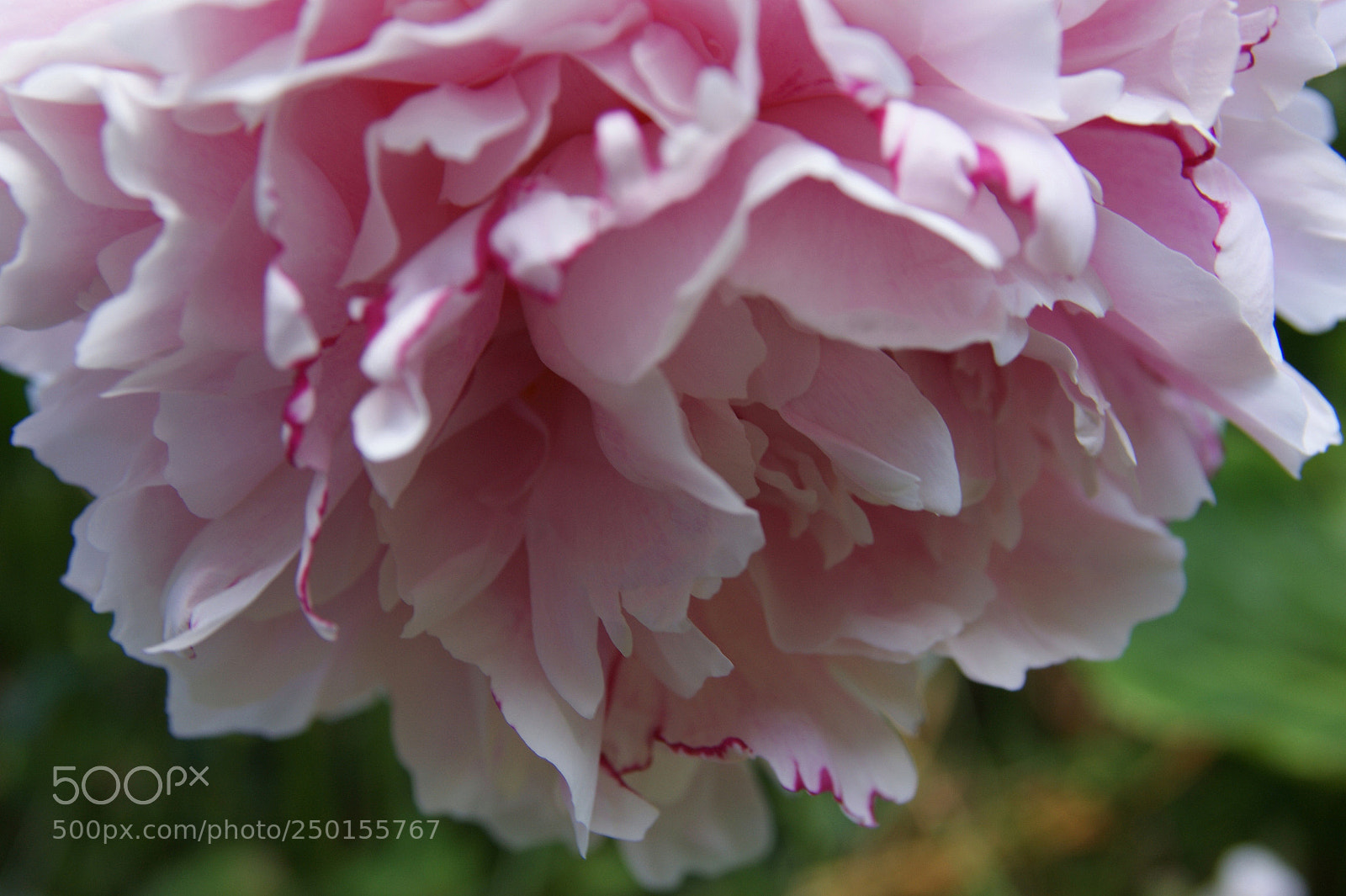 Sony Alpha DSLR-A350 sample photo. Flowers in my garden photography