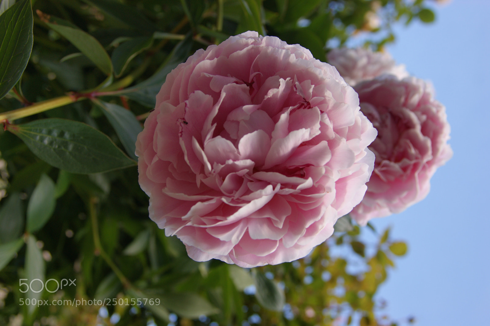 Sony Alpha DSLR-A350 sample photo. Flowers in my garden photography