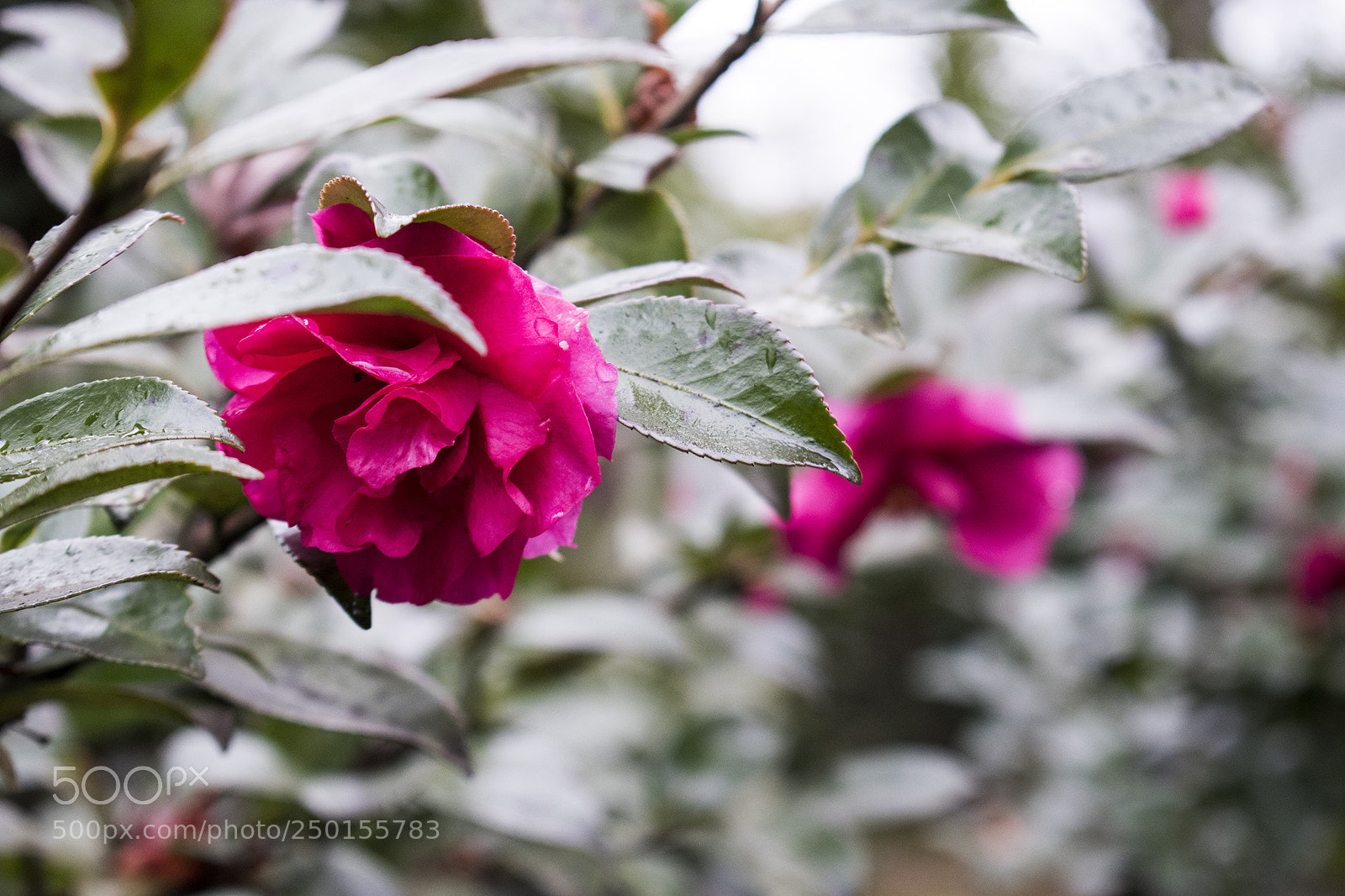 Nikon D5600 sample photo. Nature photography
