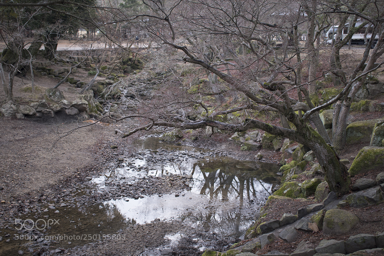 Nikon D5600 sample photo. Nature photography