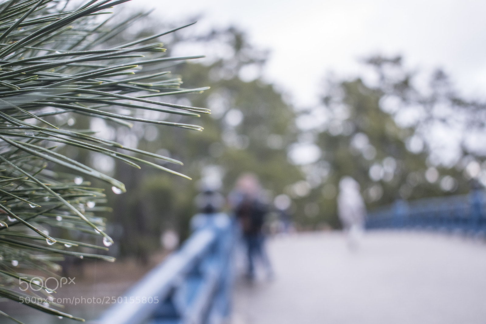 Nikon D5600 sample photo. Nature photography