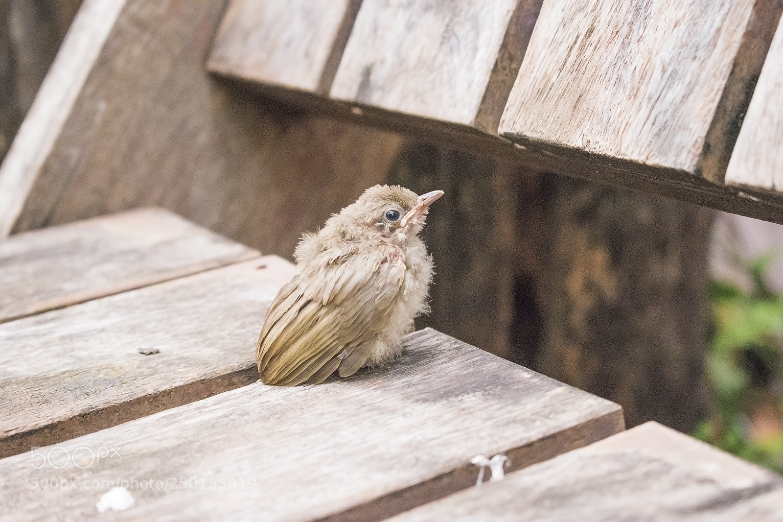 Nikon D5600 sample photo. Nature photography