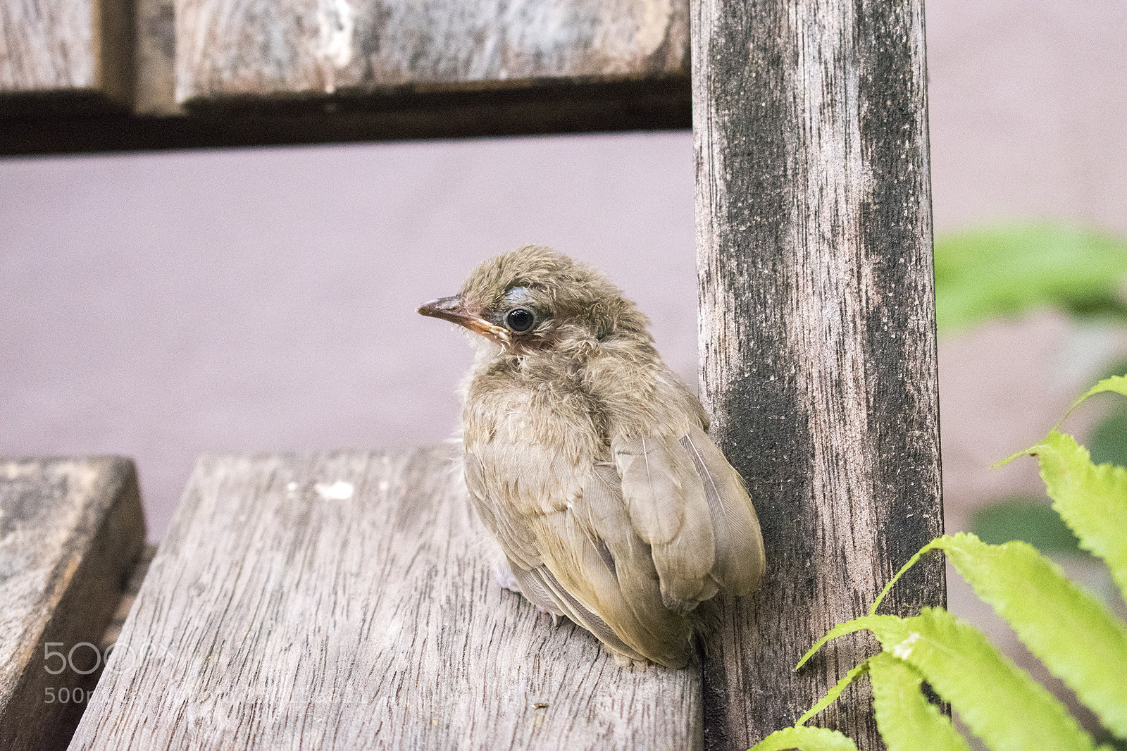 Nikon D5600 sample photo. Nature photography