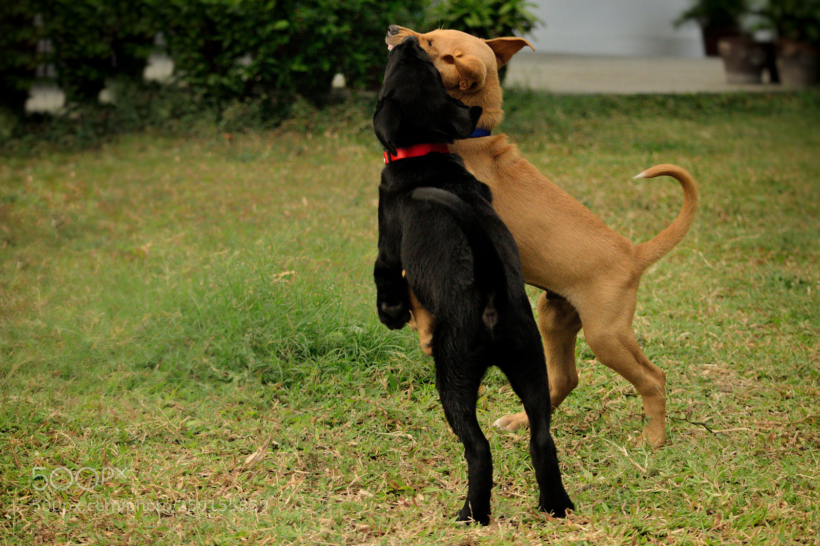 Nikon D5300 sample photo. Cute fight :) photography