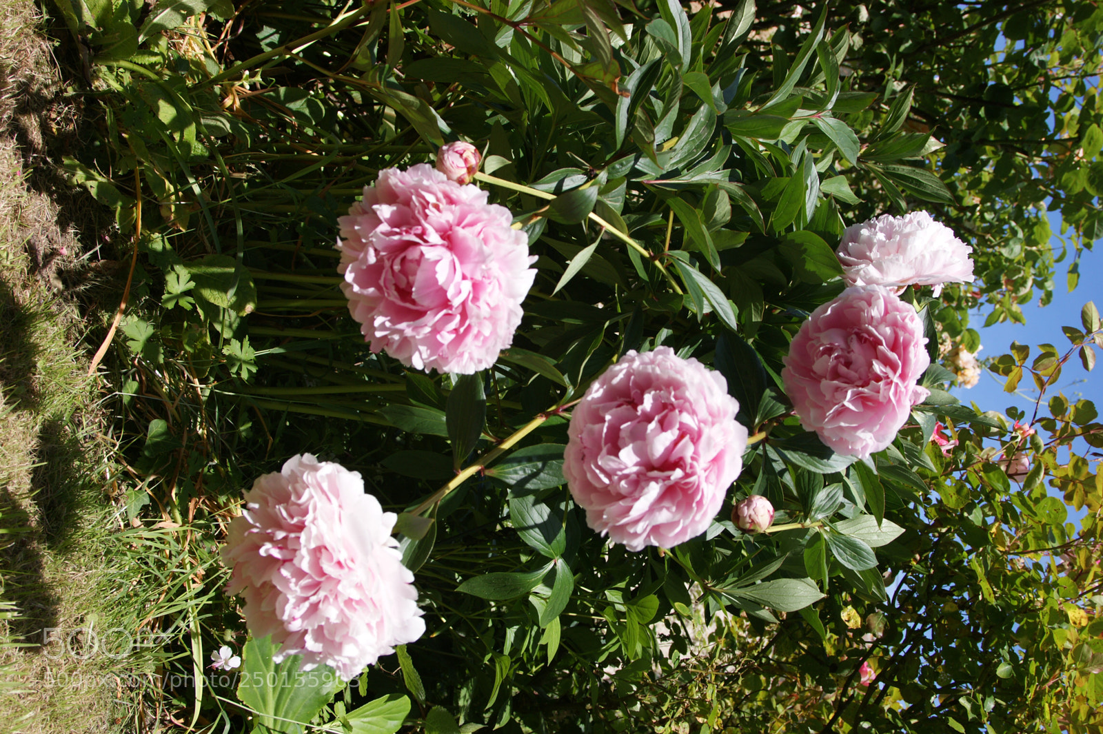 Sony Alpha DSLR-A350 sample photo. Flowers in my garden photography