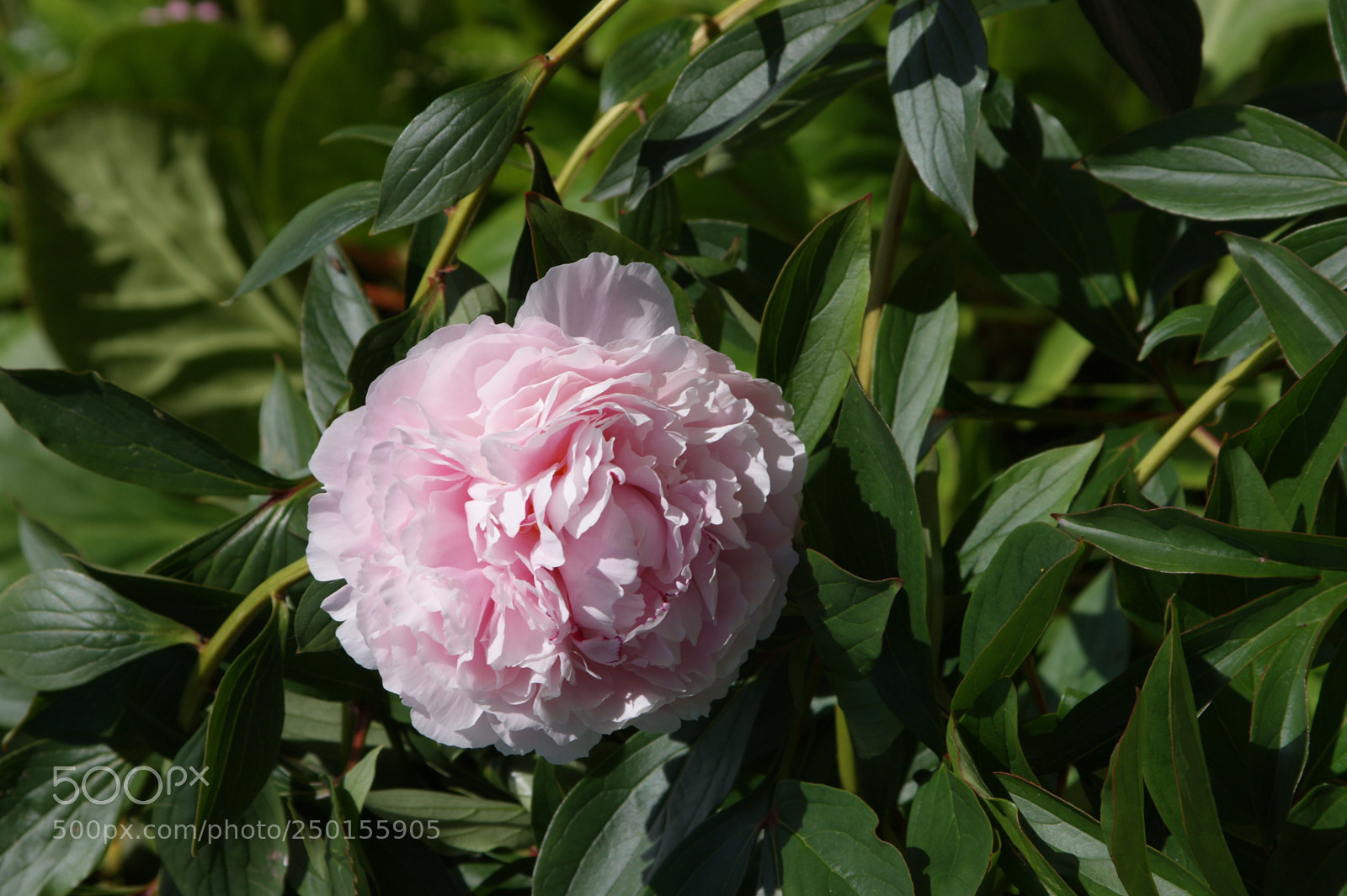 Sony Alpha DSLR-A350 sample photo. Flowers in my garden photography