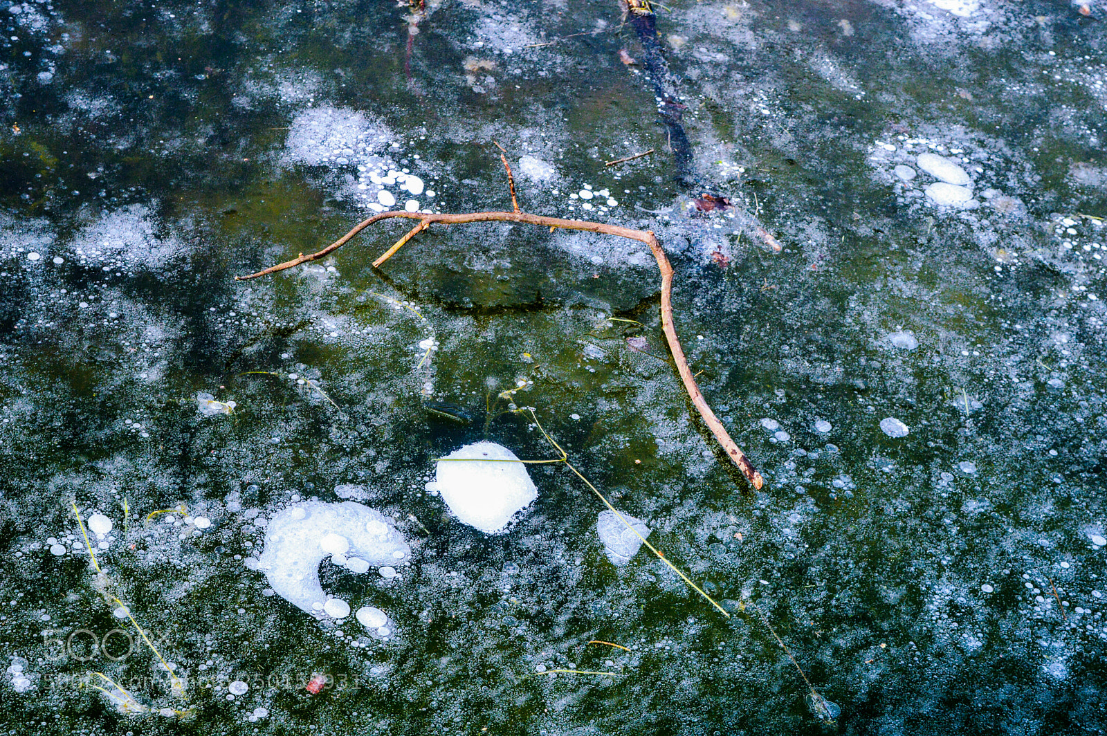 Nikon D3200 sample photo. Branch on ice photography