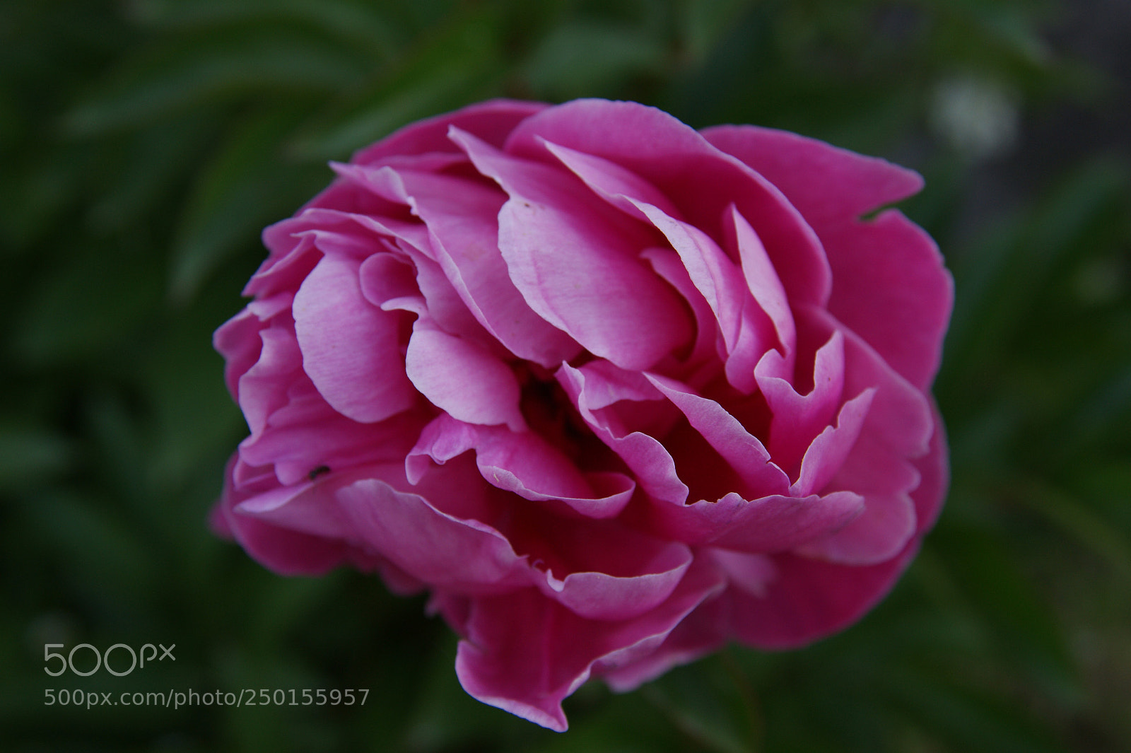 Sony Alpha DSLR-A350 sample photo. Flowers in my garden photography