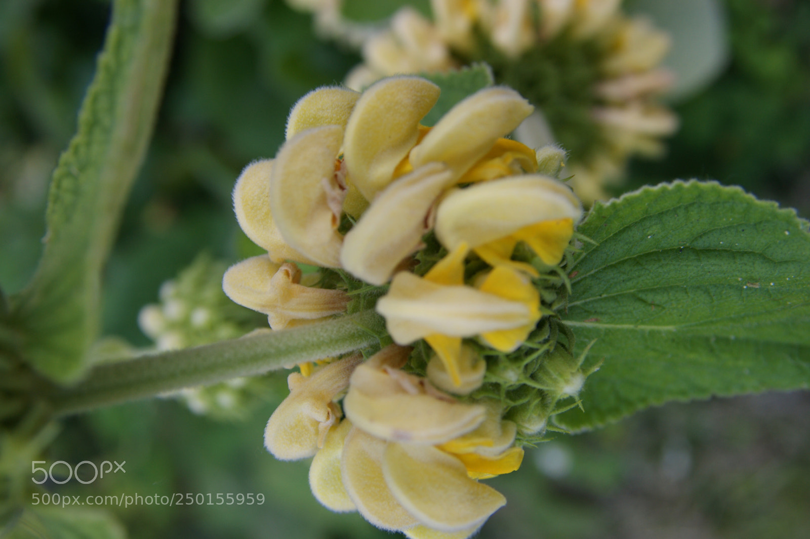 Sony Alpha DSLR-A350 sample photo. Flowers in my garden photography