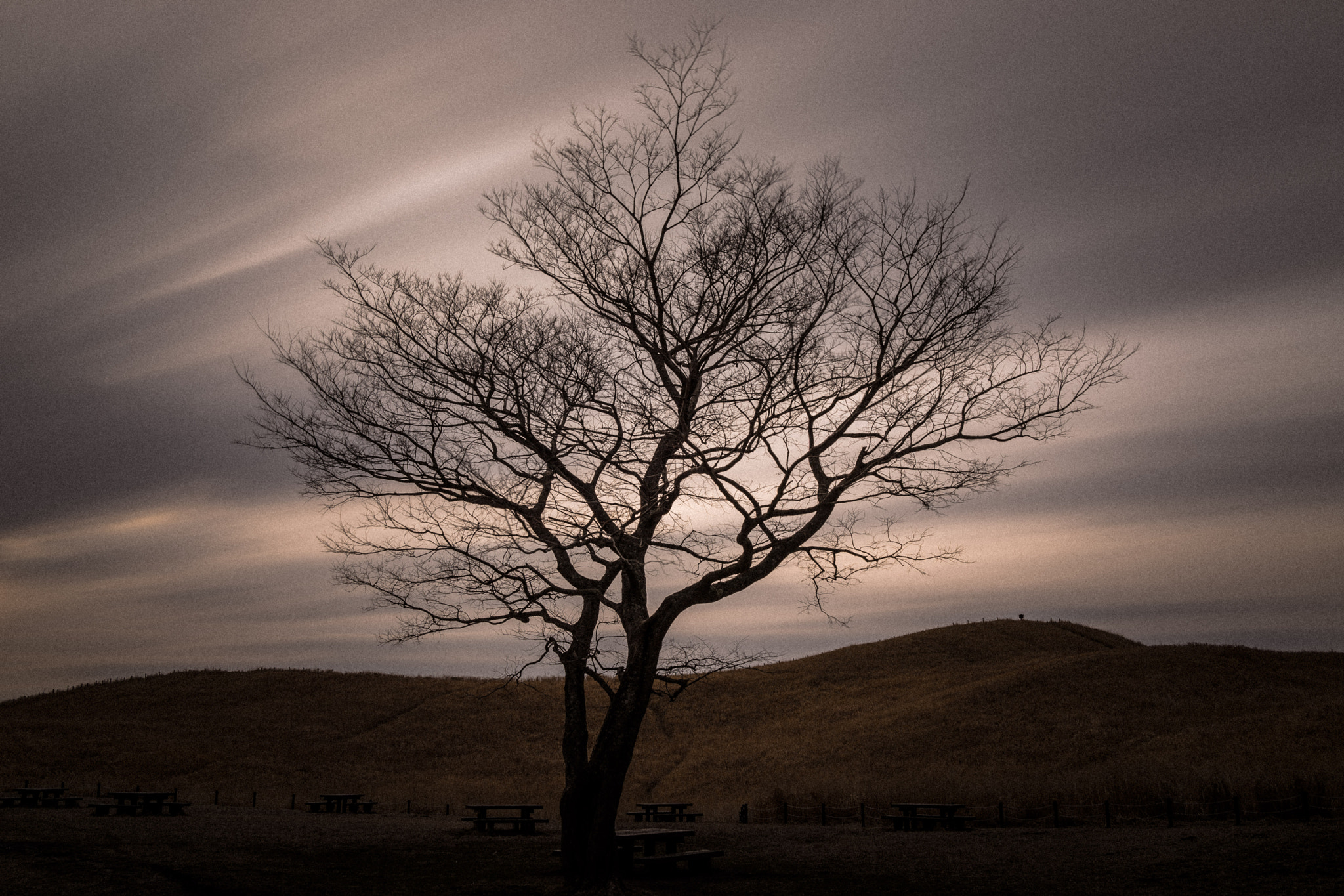 Sony Cyber-shot DSC-RX1R sample photo. Naked tree photography
