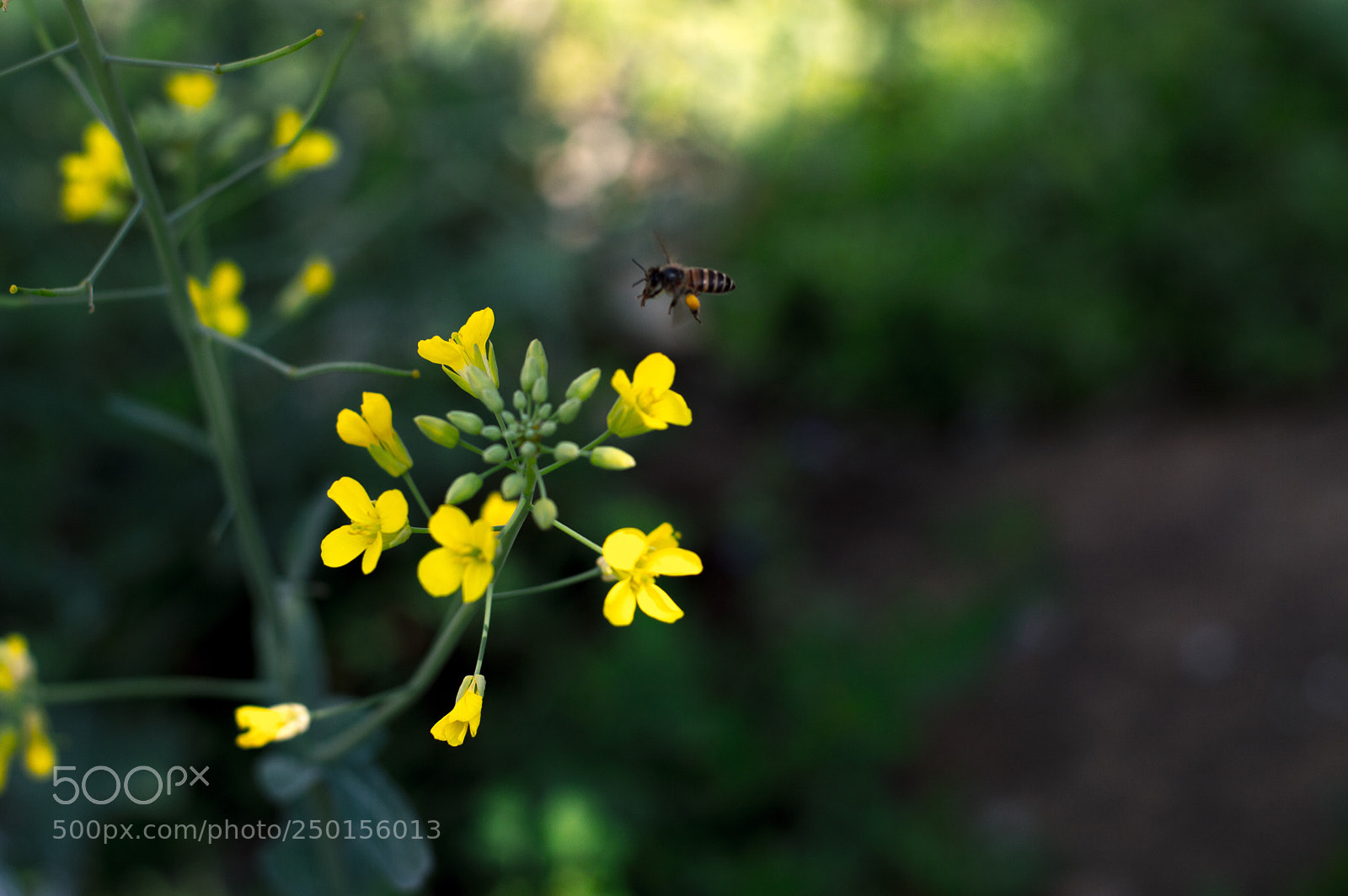 Nikon D3200 sample photo. Honeybee photography