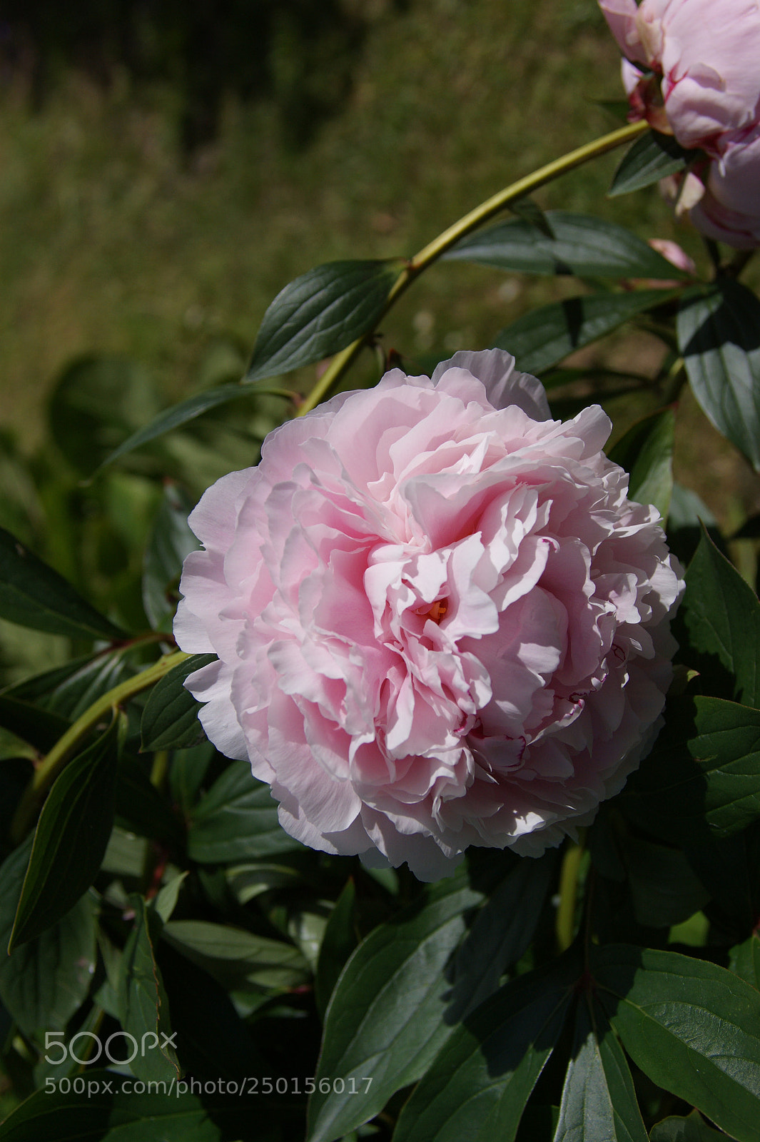 Sony Alpha DSLR-A350 sample photo. Flowers in my garden photography