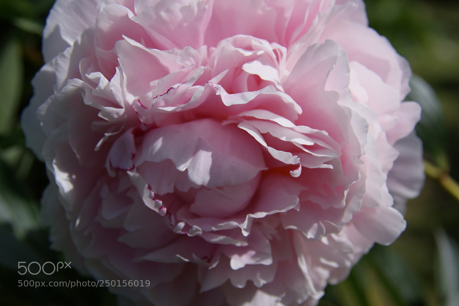 Sony Alpha DSLR-A350 sample photo. Flowers in my garden photography