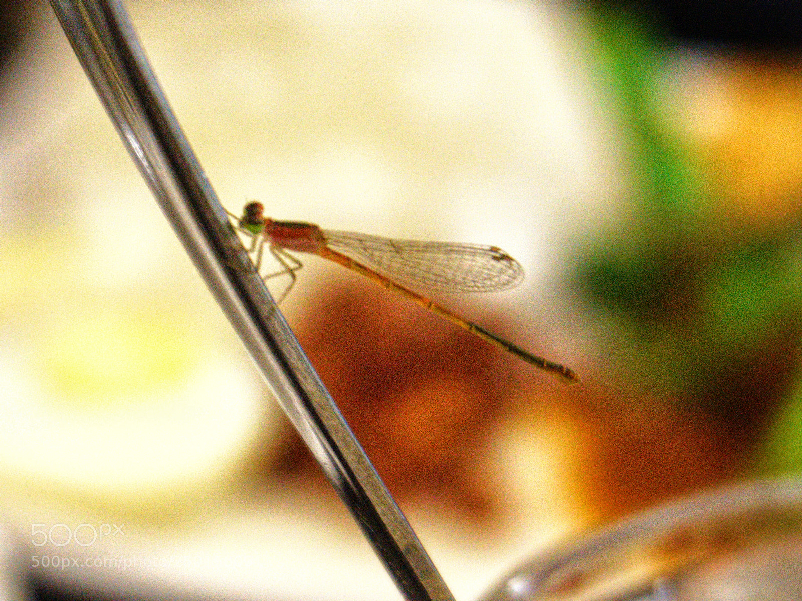 Sony a6000 sample photo. Tea with dragonfly photography