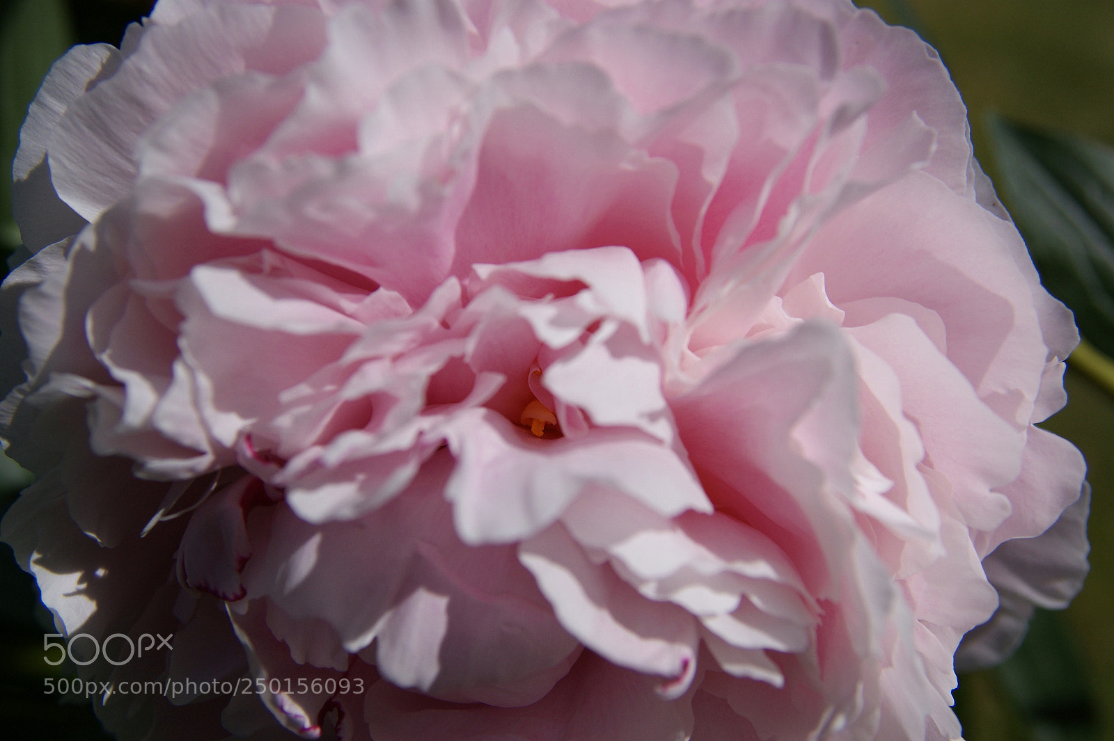Sony Alpha DSLR-A350 sample photo. Flowers in my garden photography