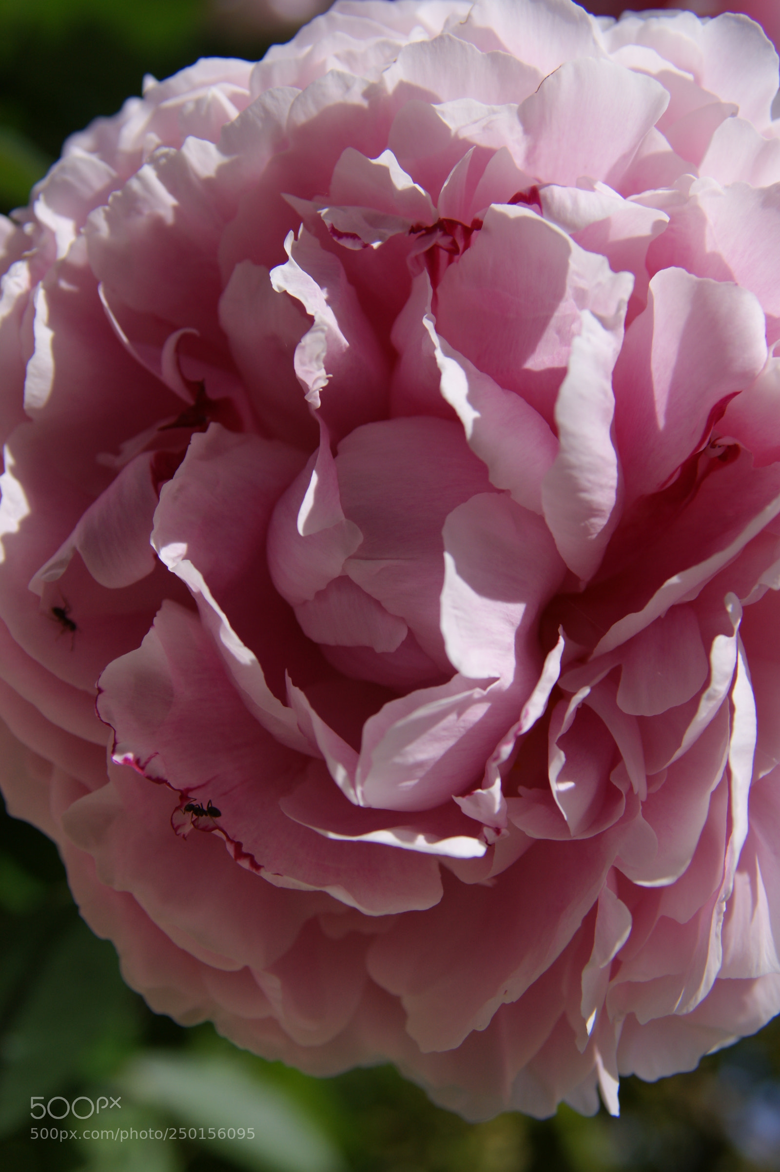 Sony Alpha DSLR-A350 sample photo. Flowers in my garden photography