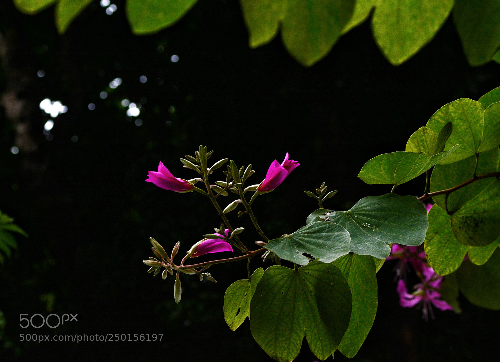Nikon D7100 sample photo. Untitled photography
