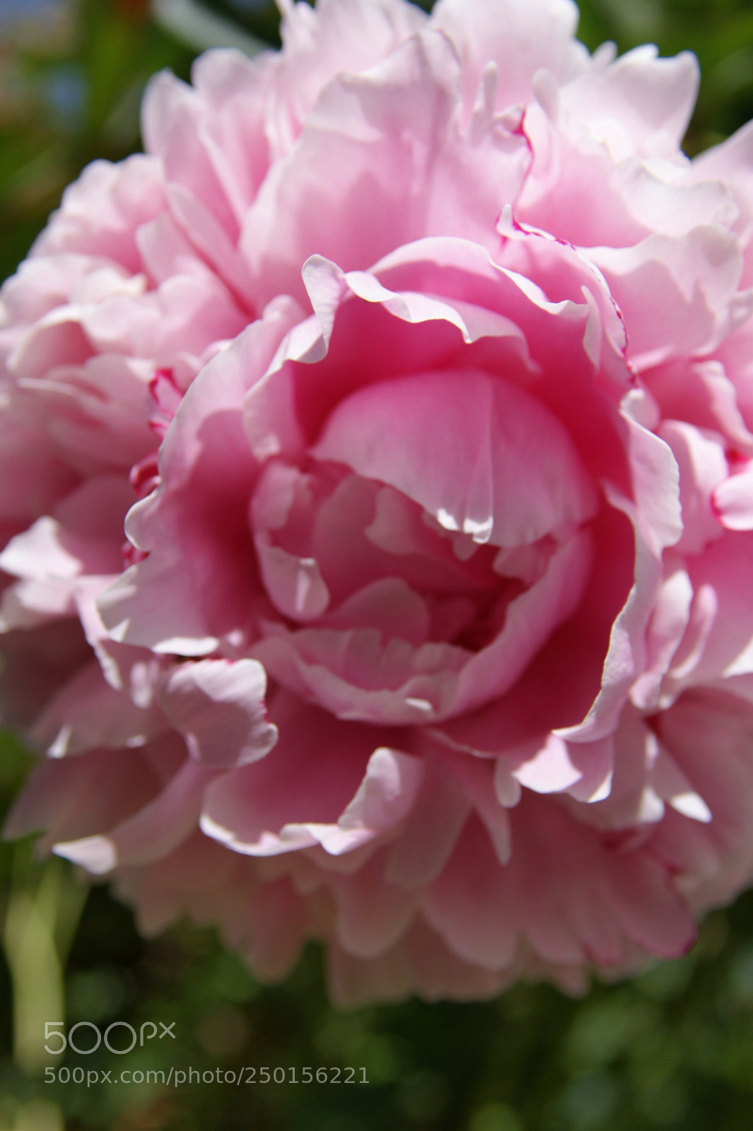 Sony Alpha DSLR-A350 sample photo. Flowers in my garden photography