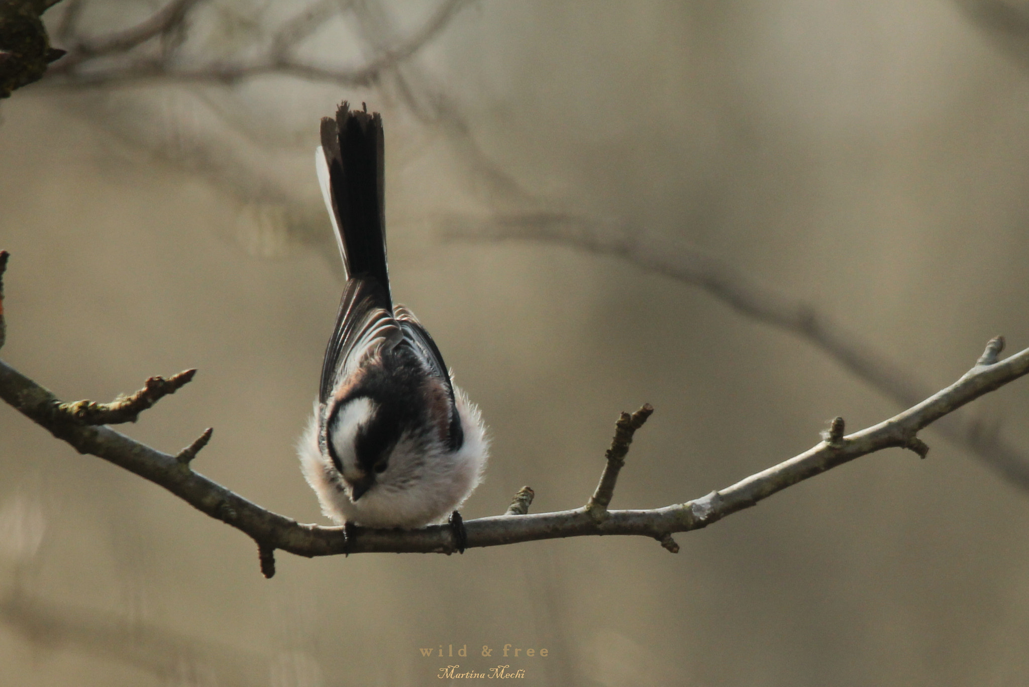 Sigma 150-500mm F5-6.3 DG OS HSM sample photo. *schwänzchen in die höh' * photography