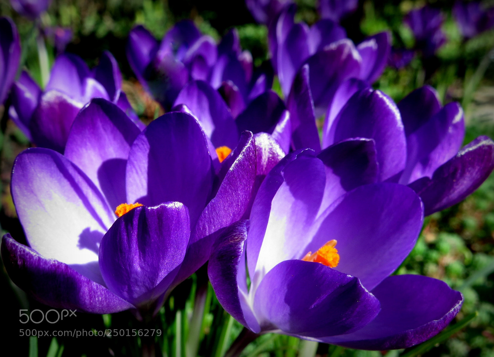 Canon PowerShot S100 sample photo. When crocuses are like photography