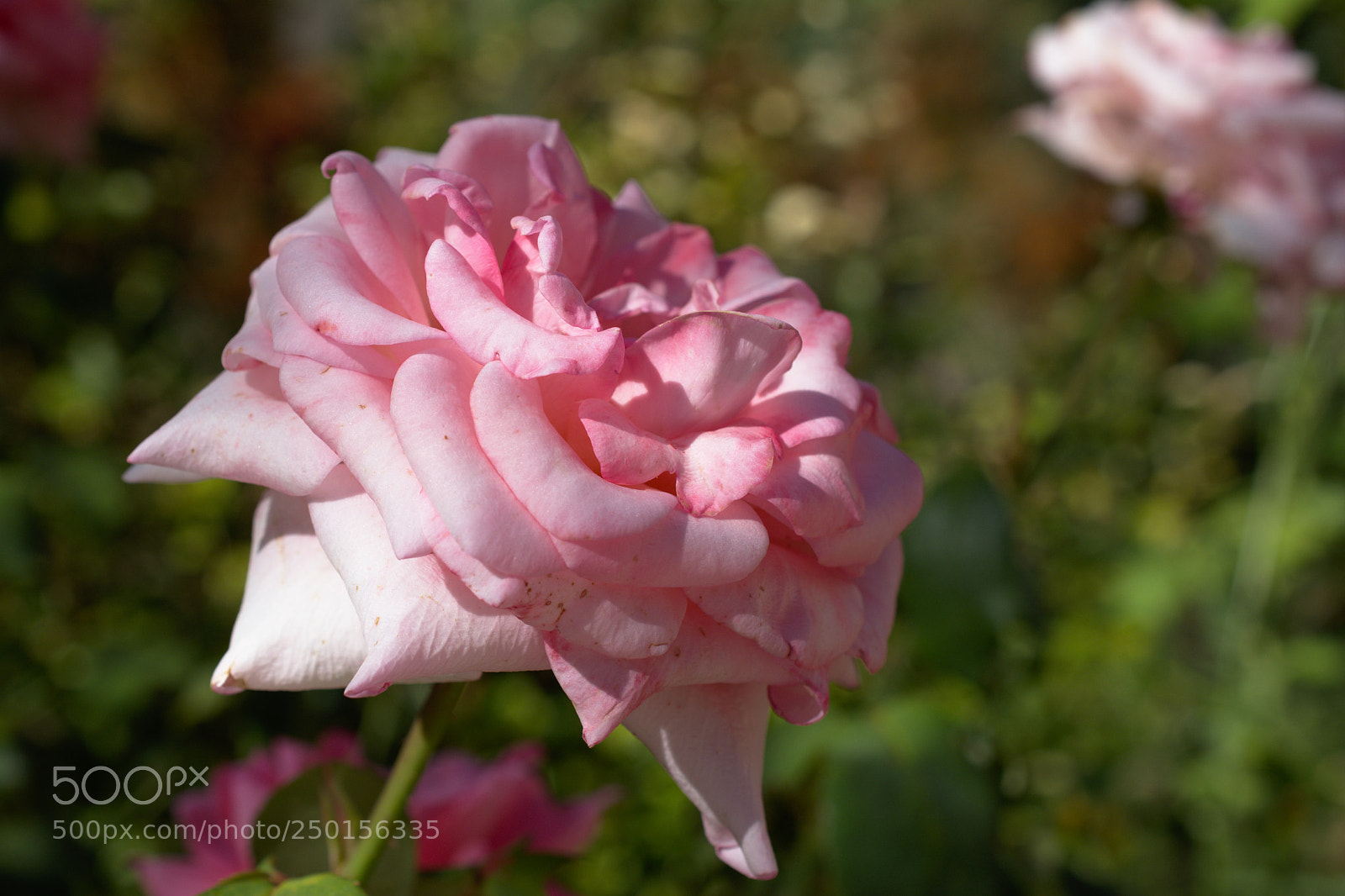 Nikon D7100 sample photo. Rosa photography