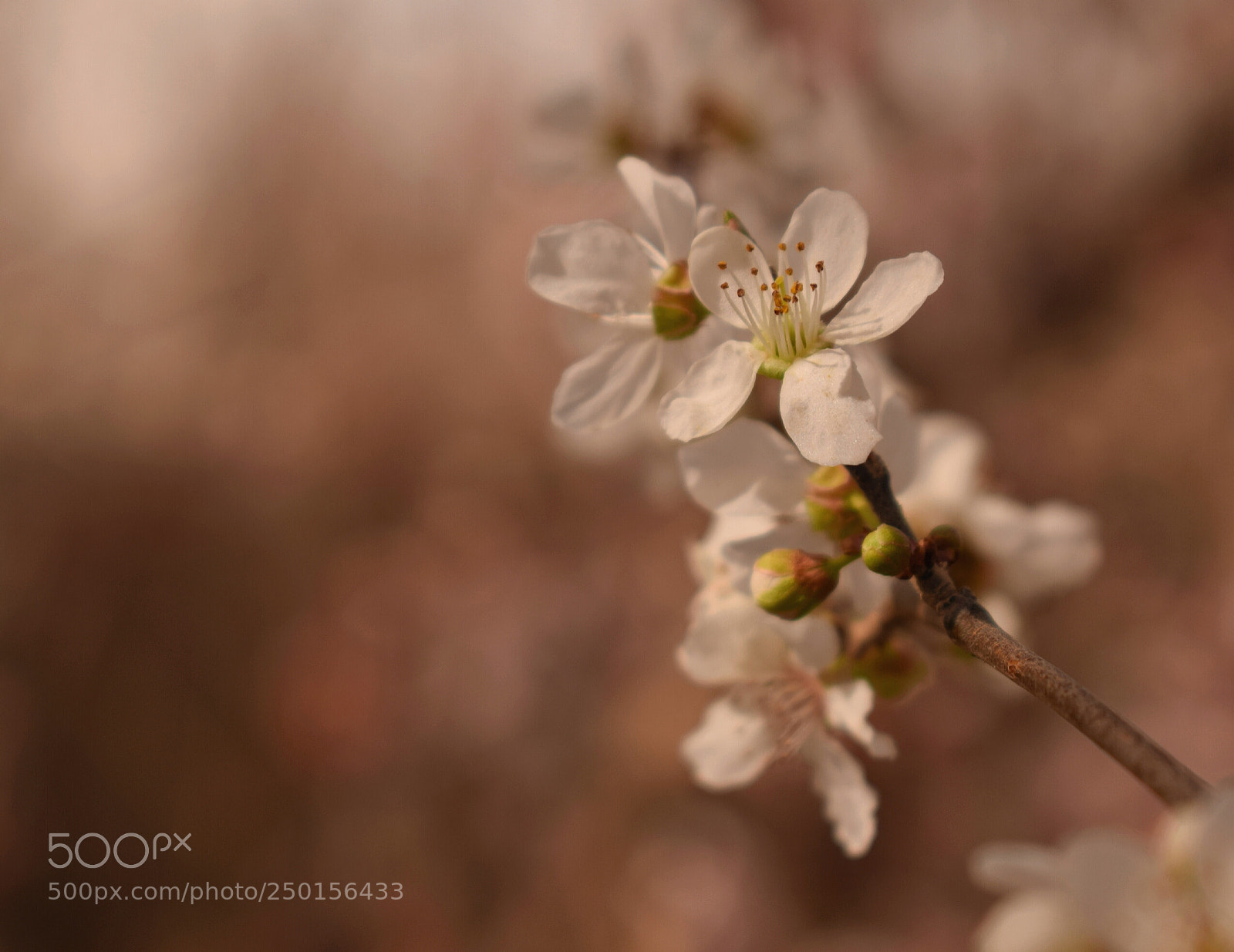 Nikon D3300 sample photo. Hi spring! photography