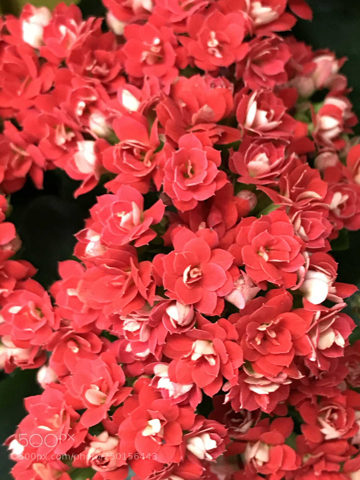 Apple iPhone 7 Plus sample photo. Starting  photography