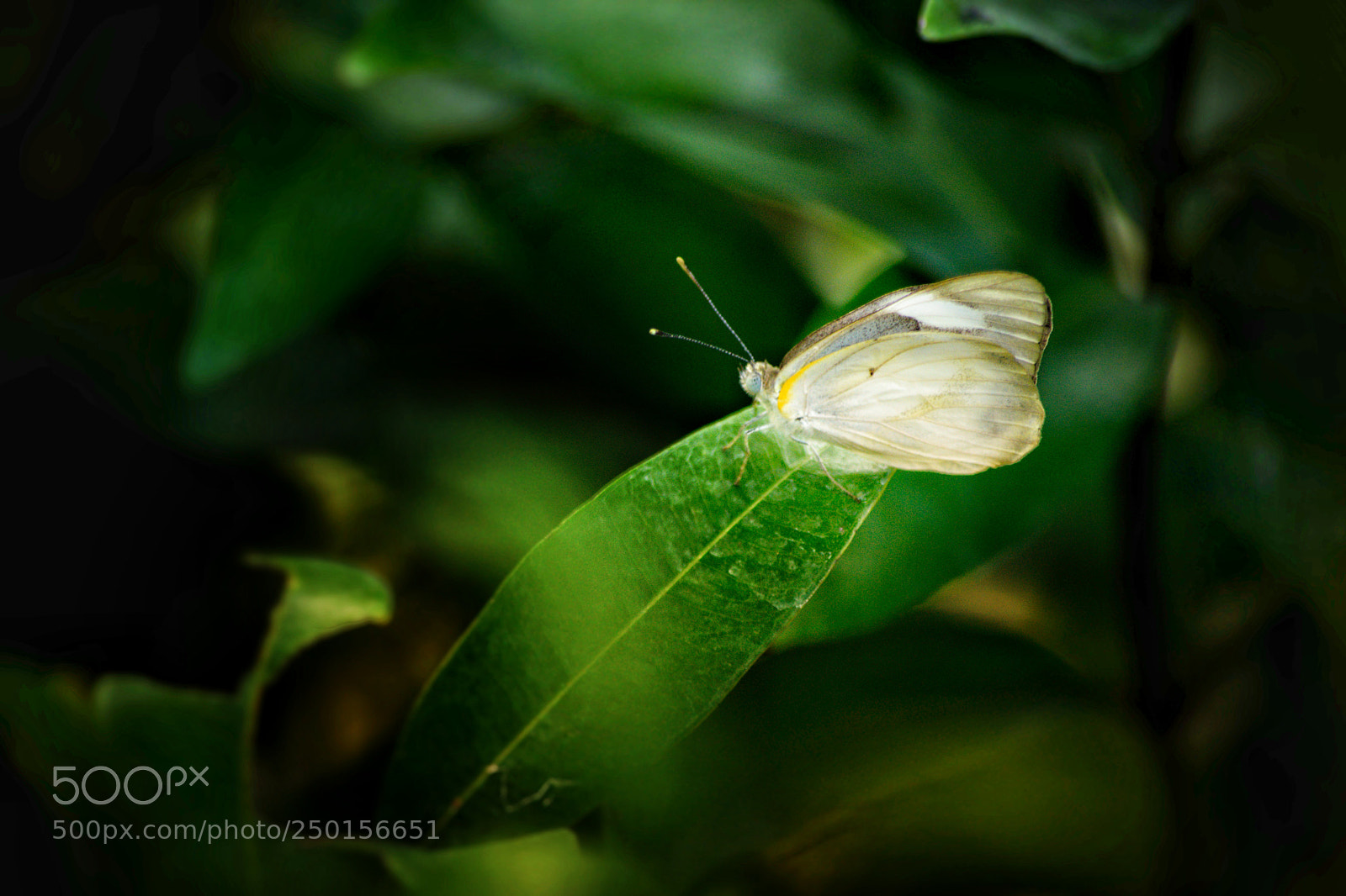Nikon D5300 sample photo. Be calm :) photography