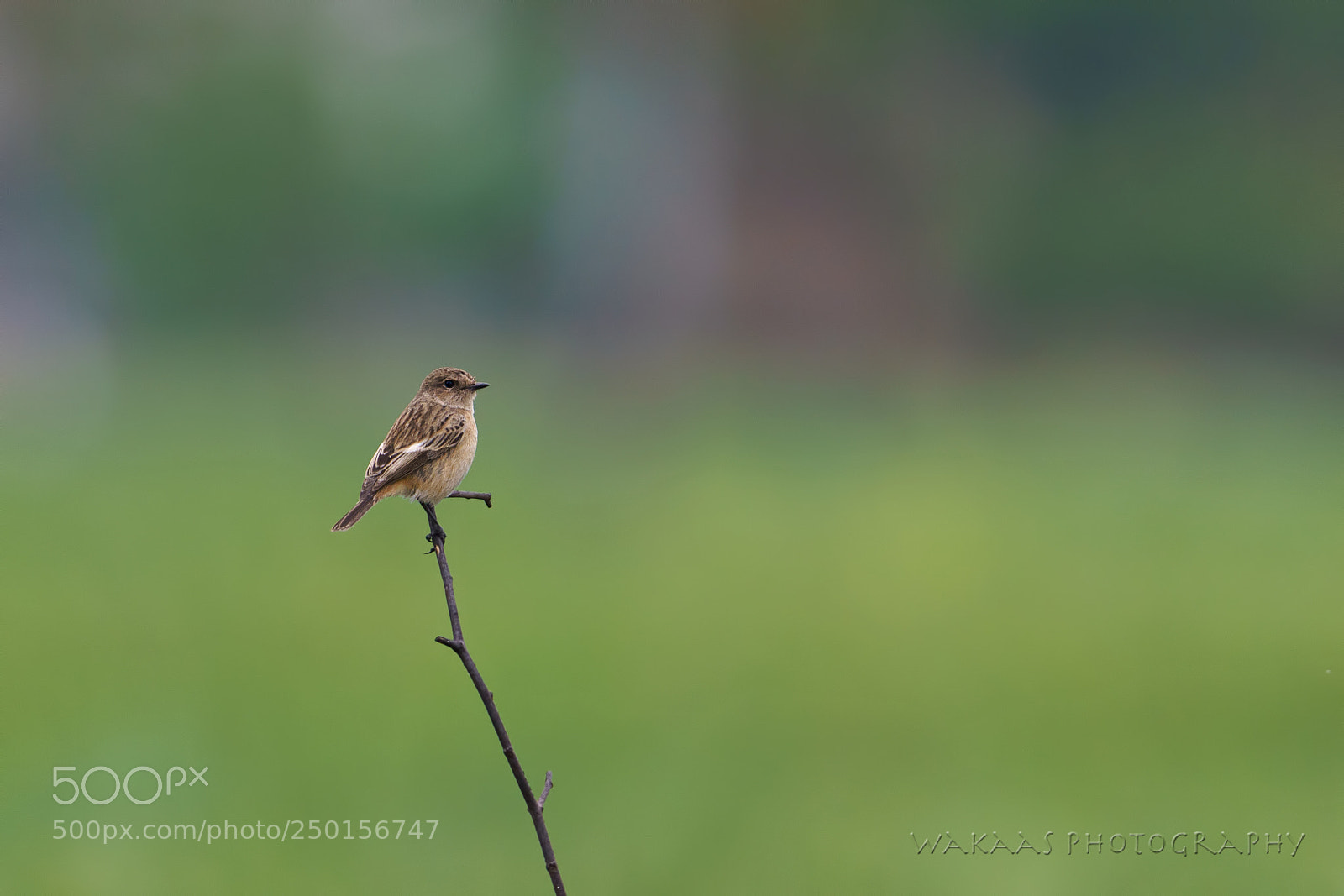 Sony a7R III sample photo. Siberian stonechat female photography