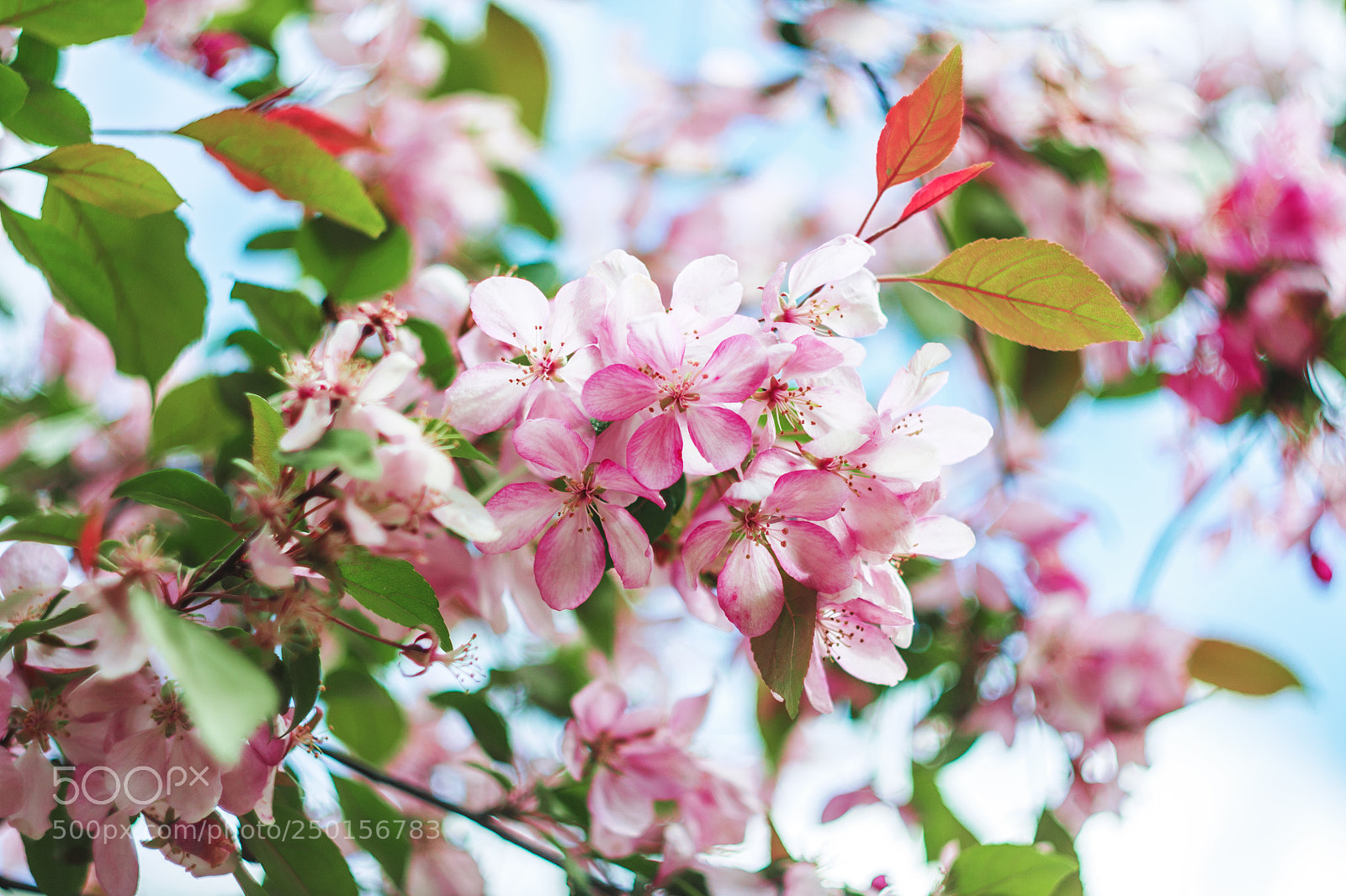 Canon EOS 450D (EOS Rebel XSi / EOS Kiss X2) sample photo. Pink apple tree blossom photography