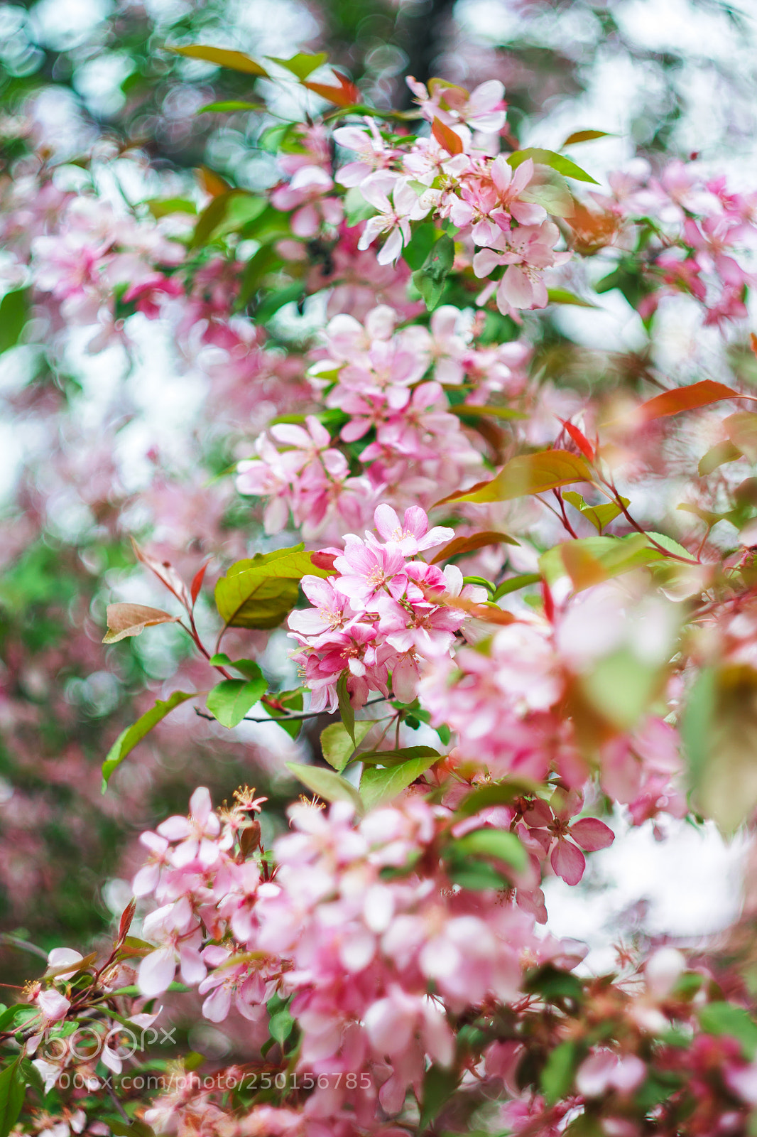 Canon EOS 450D (EOS Rebel XSi / EOS Kiss X2) sample photo. Pink apple tree blossom photography