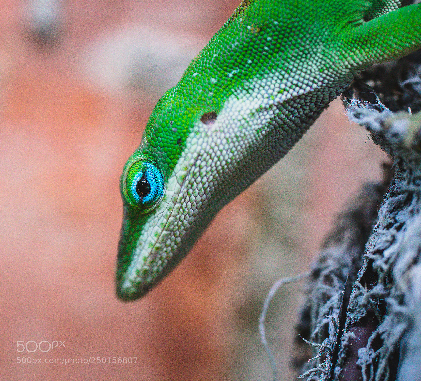 Sony SLT-A99V sample photo. Green lizard photography