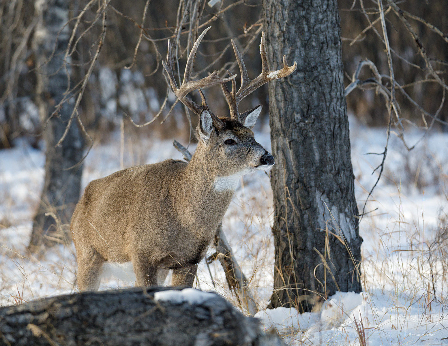 Canon EOS sample photo. White-tailed deer photography