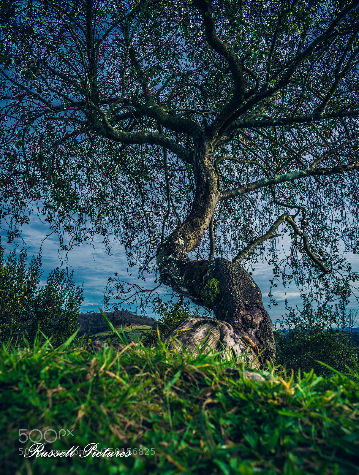 Nikon D3400 sample photo. Loving trees. photography