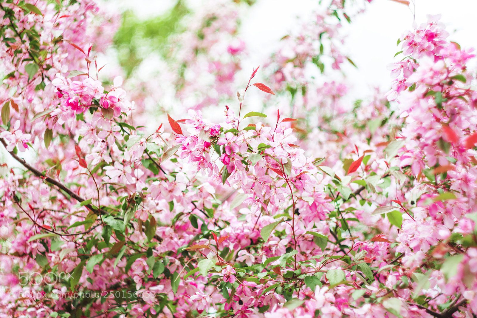 Canon EOS 450D (EOS Rebel XSi / EOS Kiss X2) sample photo. Pink apple tree blossom photography