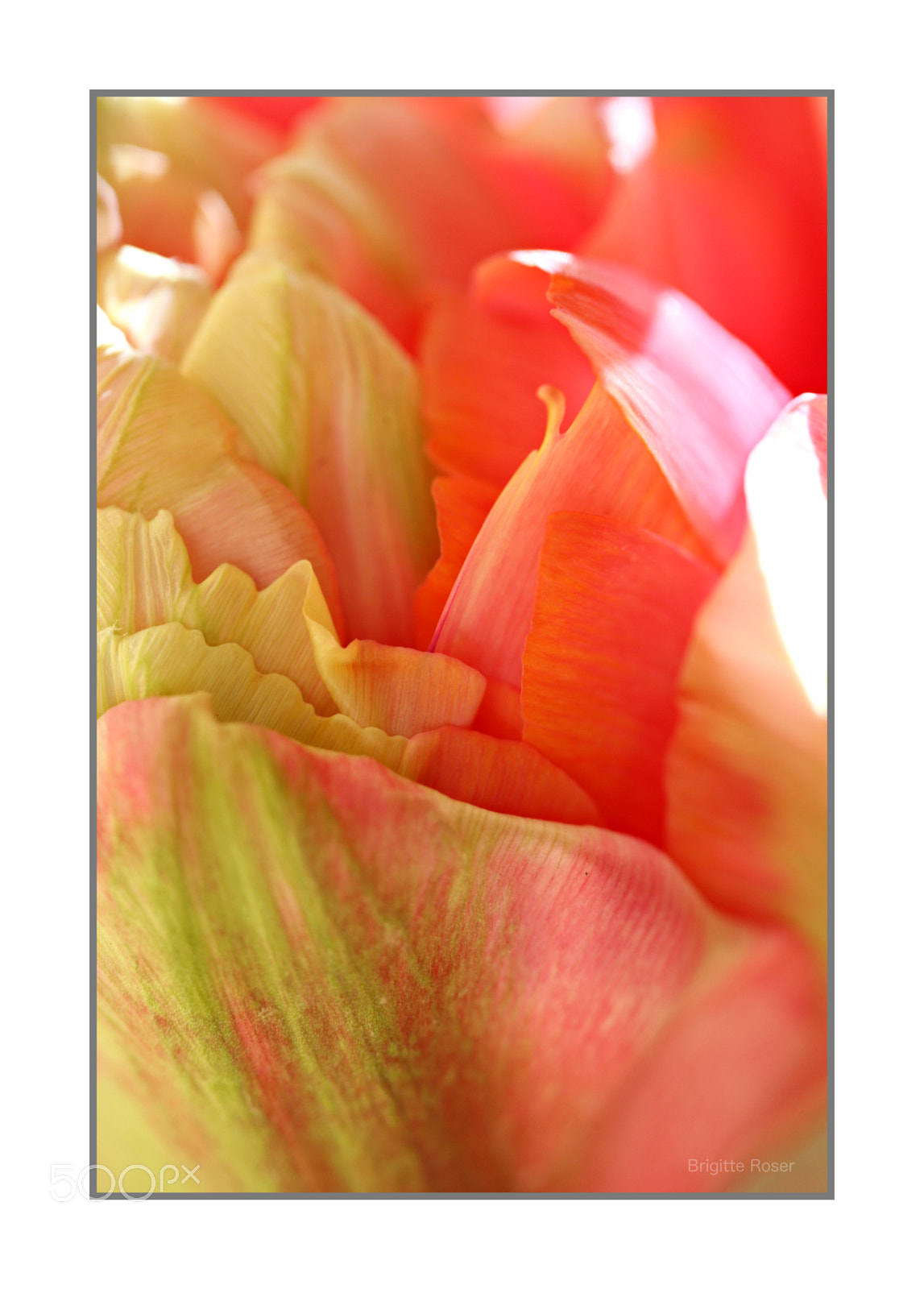 Canon EOS 5D sample photo. French tulip photography