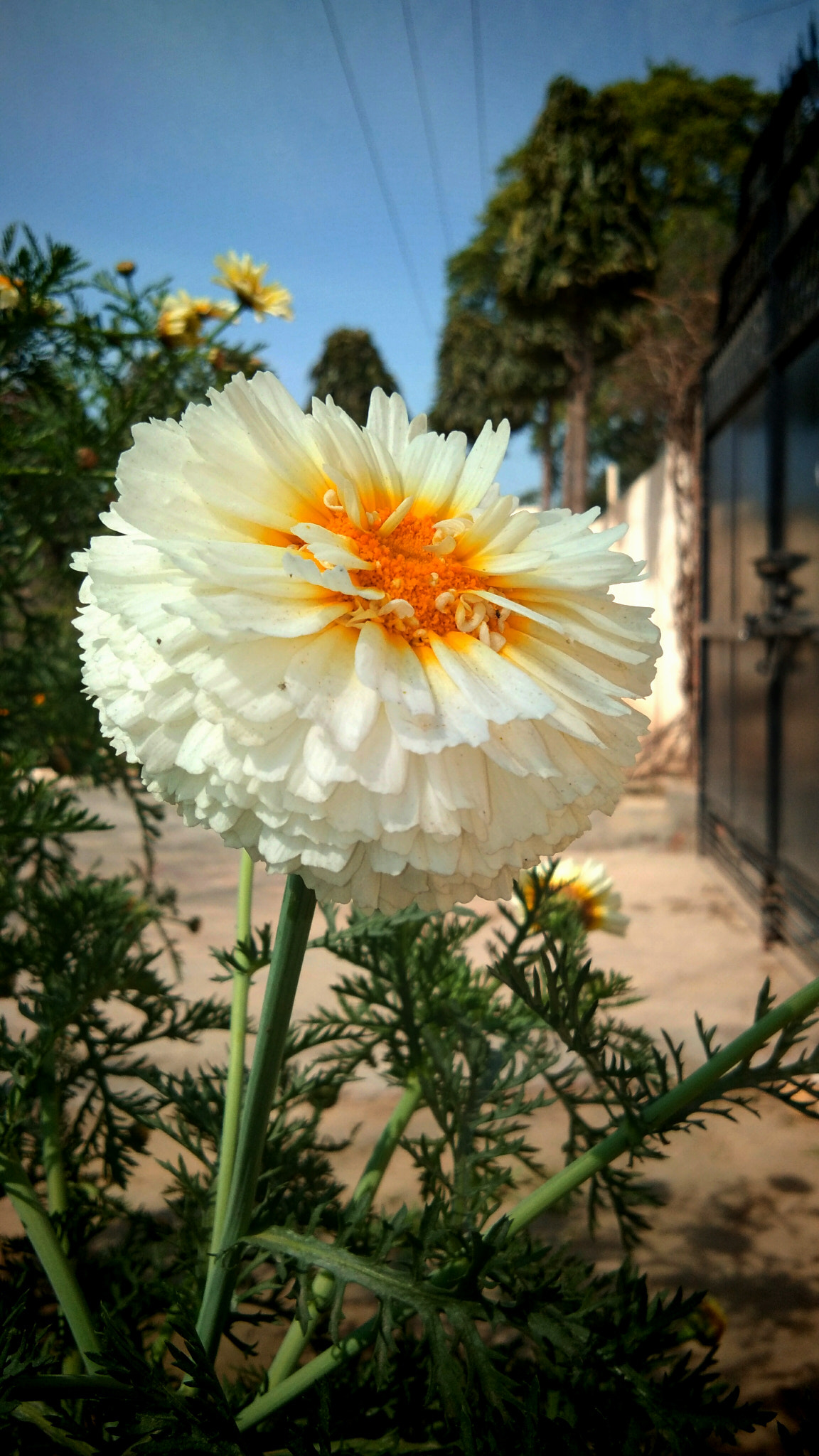 vivo Y55s sample photo