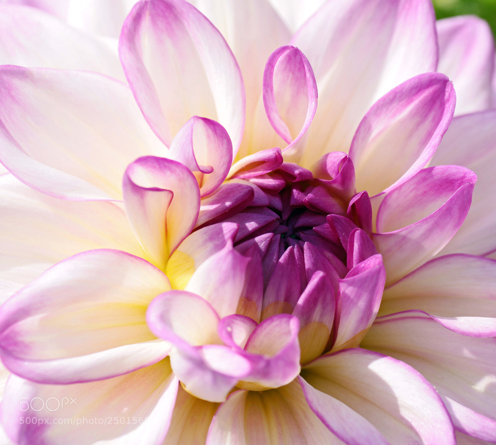 Canon EOS 50D sample photo. Copie photography