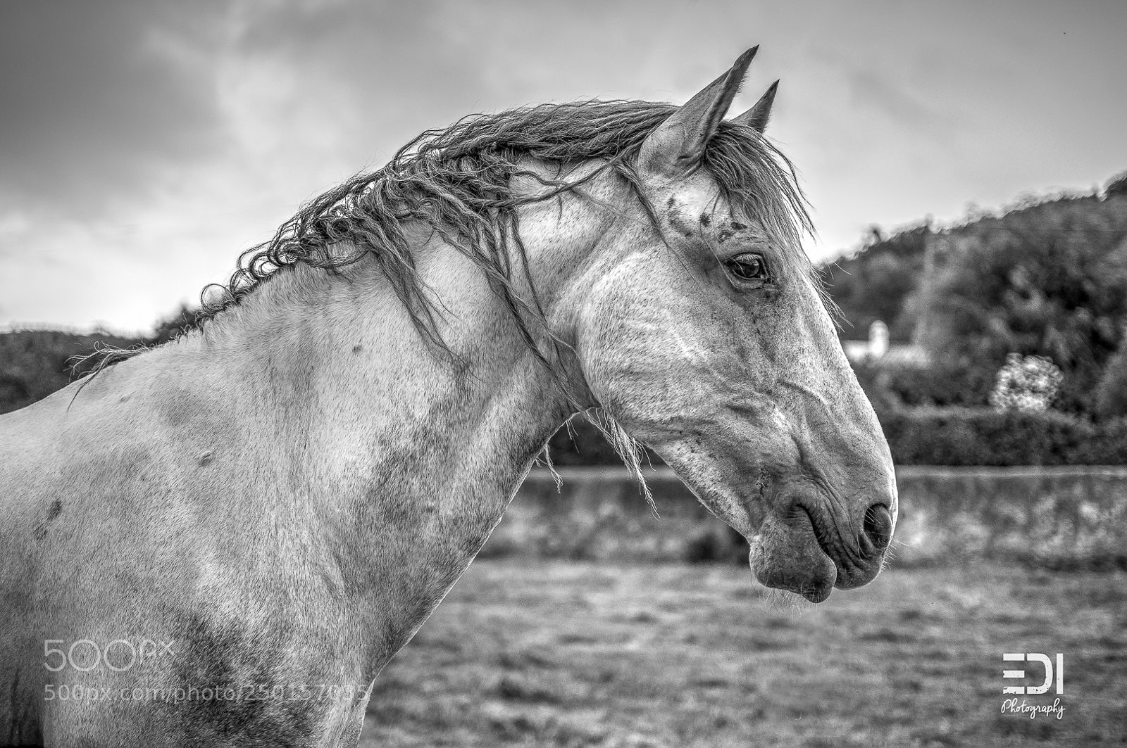 Nikon D90 sample photo. Posing horse photography