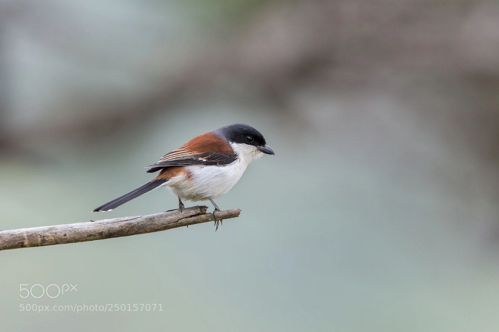 Nikon D4 sample photo. Burmese shrike photography