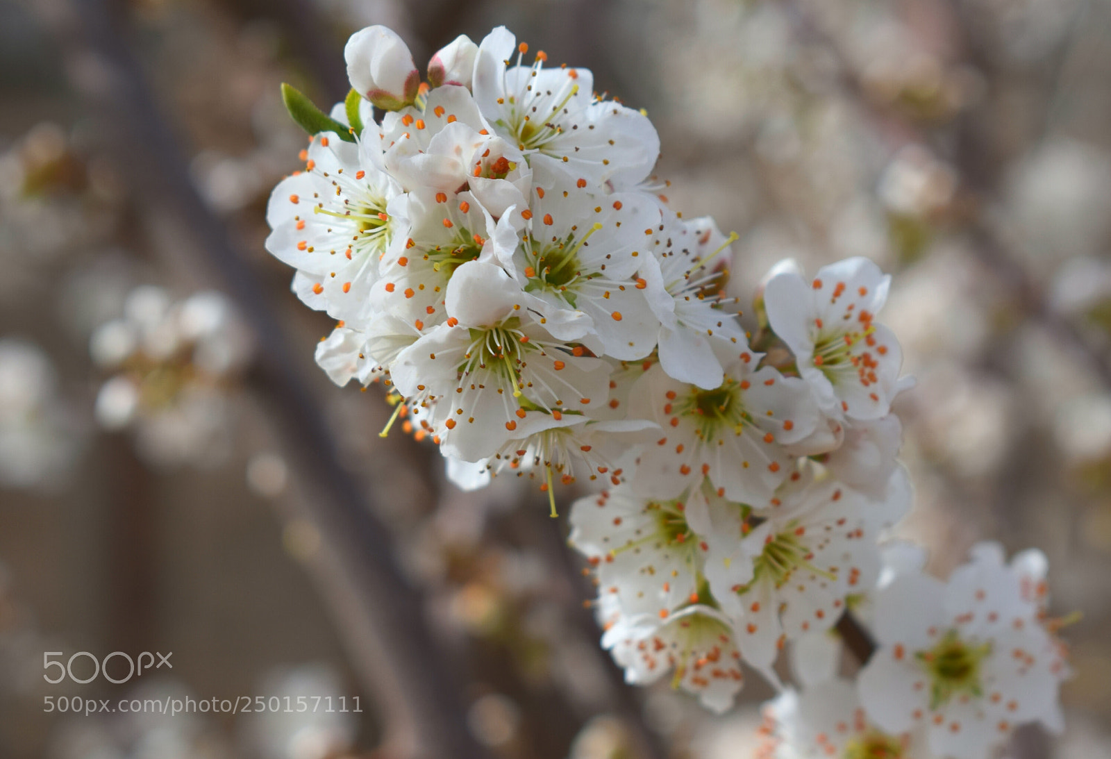 Nikon D3300 sample photo. Bloom4 photography