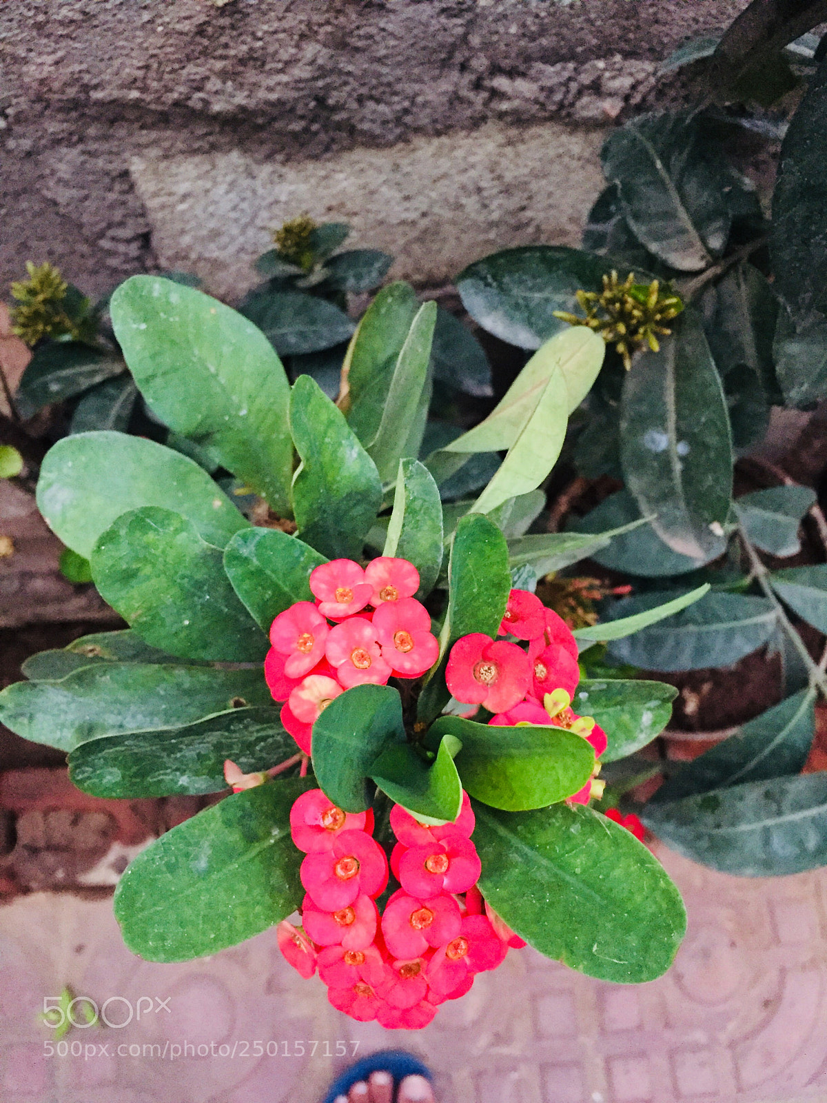 Apple iPhone 6 sample photo. #flora & #fauna  photography