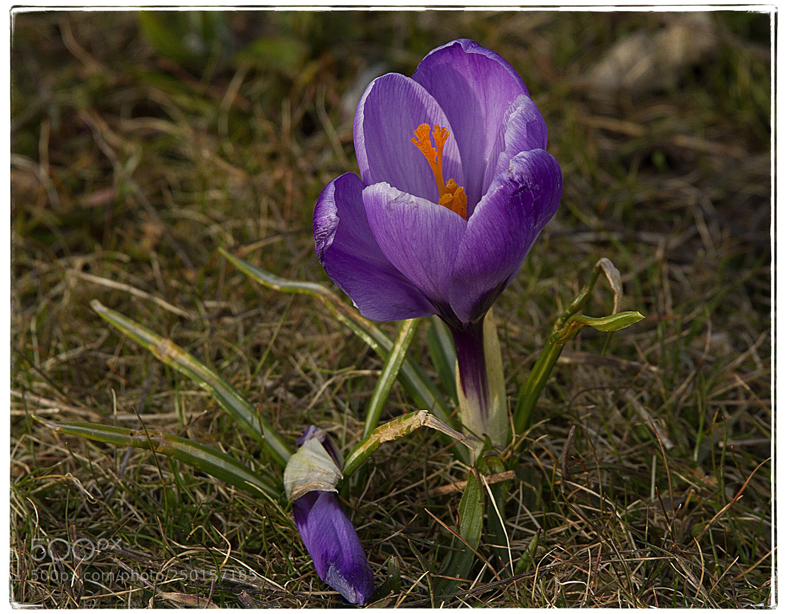 Canon EOS 7D sample photo. Purple crocus  photography