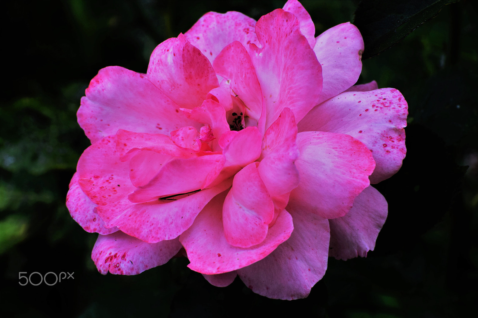 Nikon D5300 sample photo. Rose morning. photography