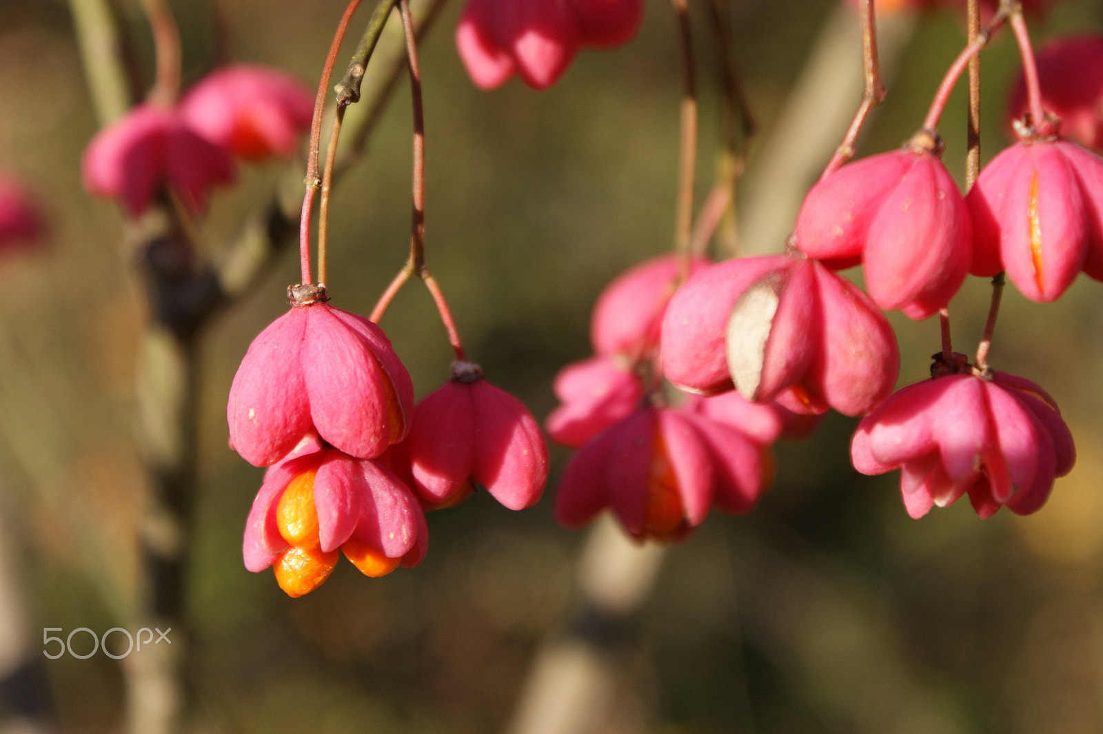 Sony DT 18-70mm F3.5-5.6 sample photo. Fusain d'europe (euonymus europaeus) photography