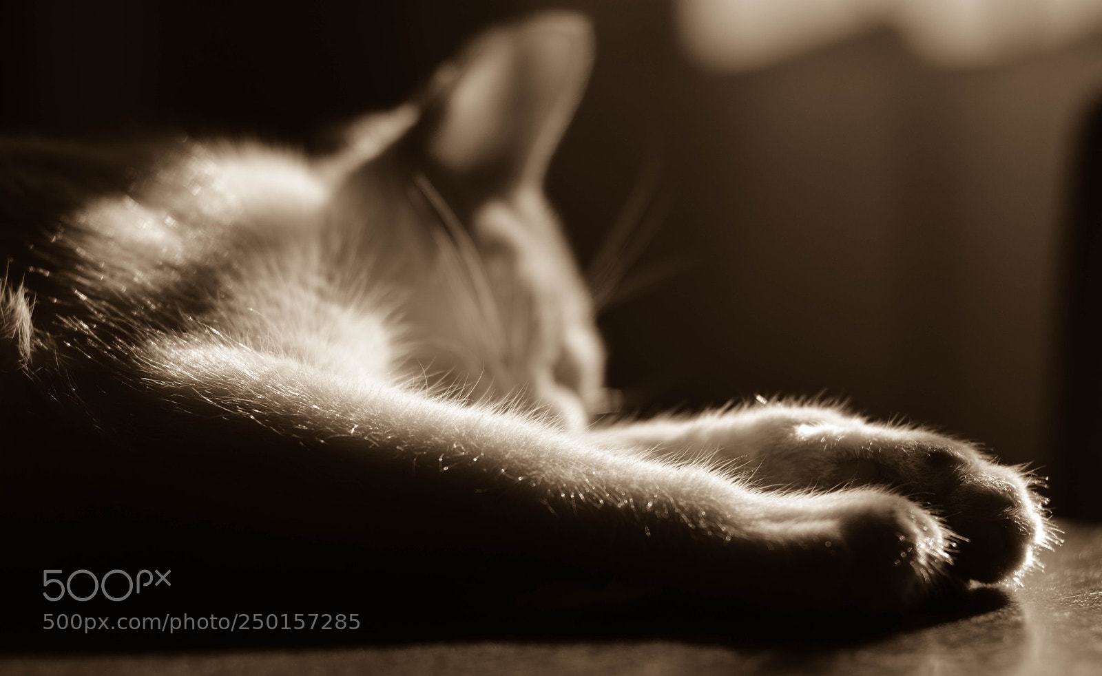Nikon D7100 sample photo. Sleep harry photography