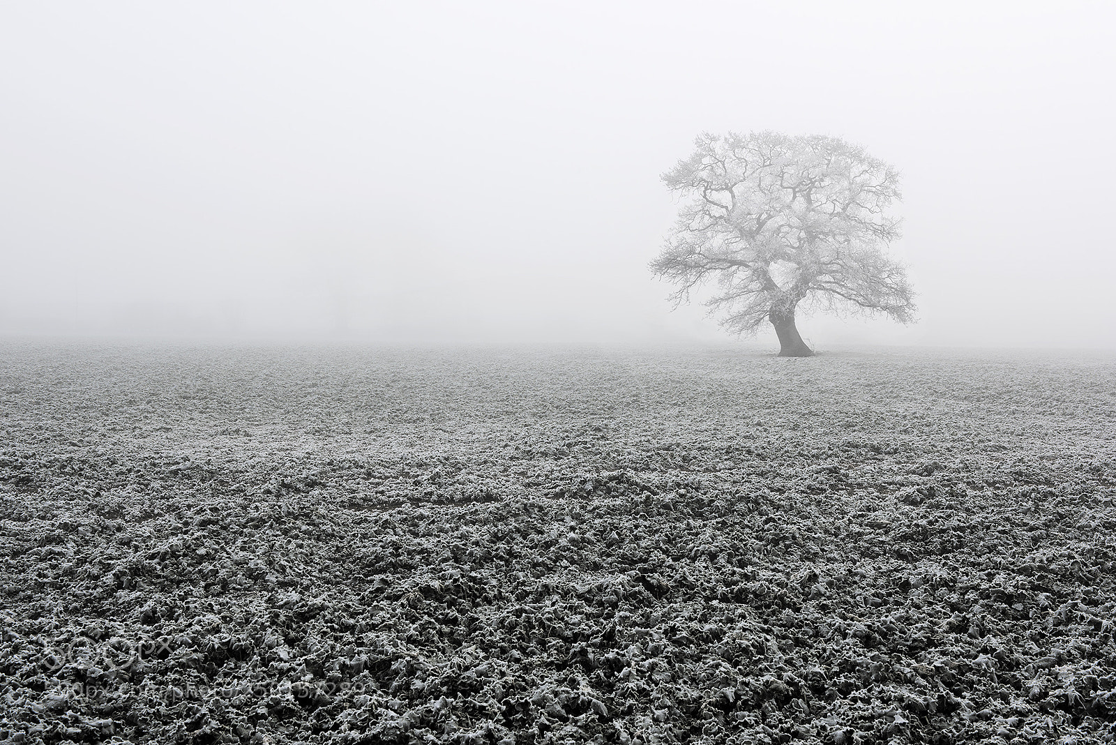 Nikon D810 sample photo. On his lonesome photography