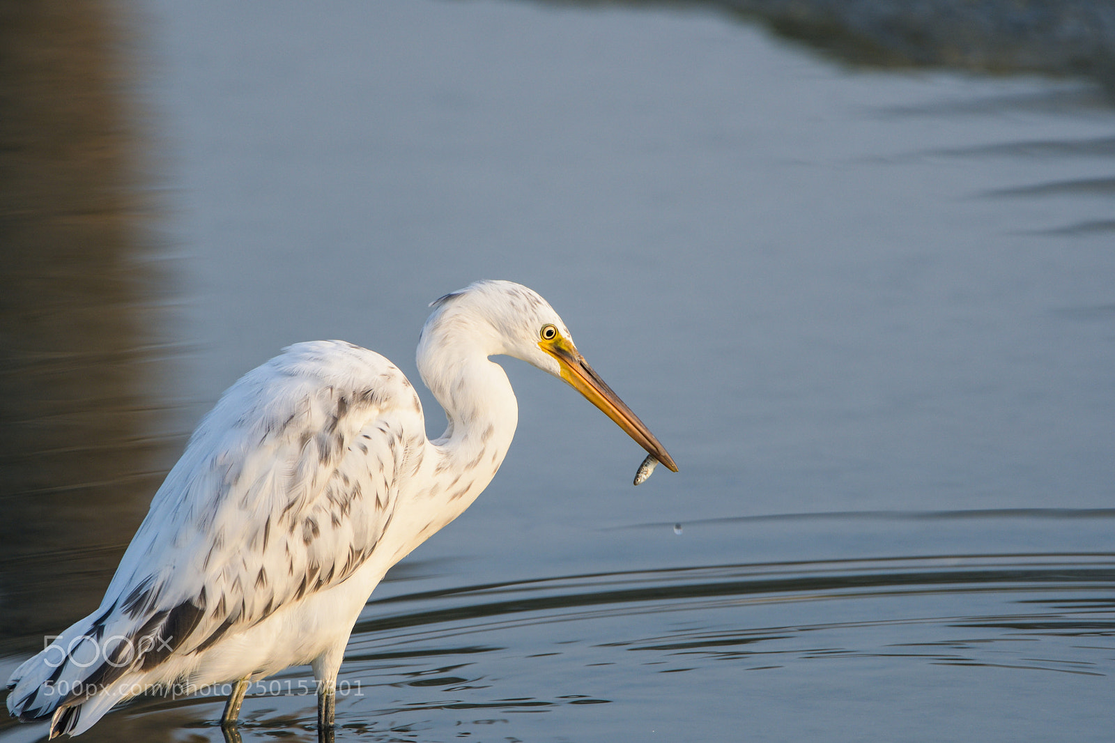 Nikon D500 sample photo. Western reef egret with photography